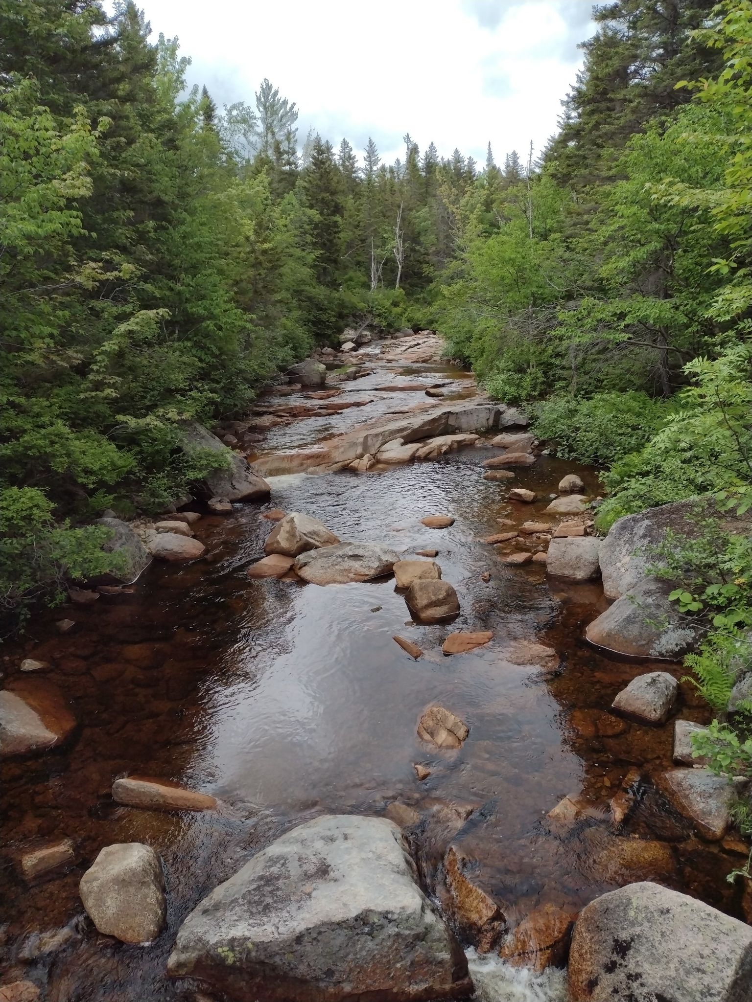 A rocky river winds through a lush green forest under cloudy skies. - Ethan Pond Trail