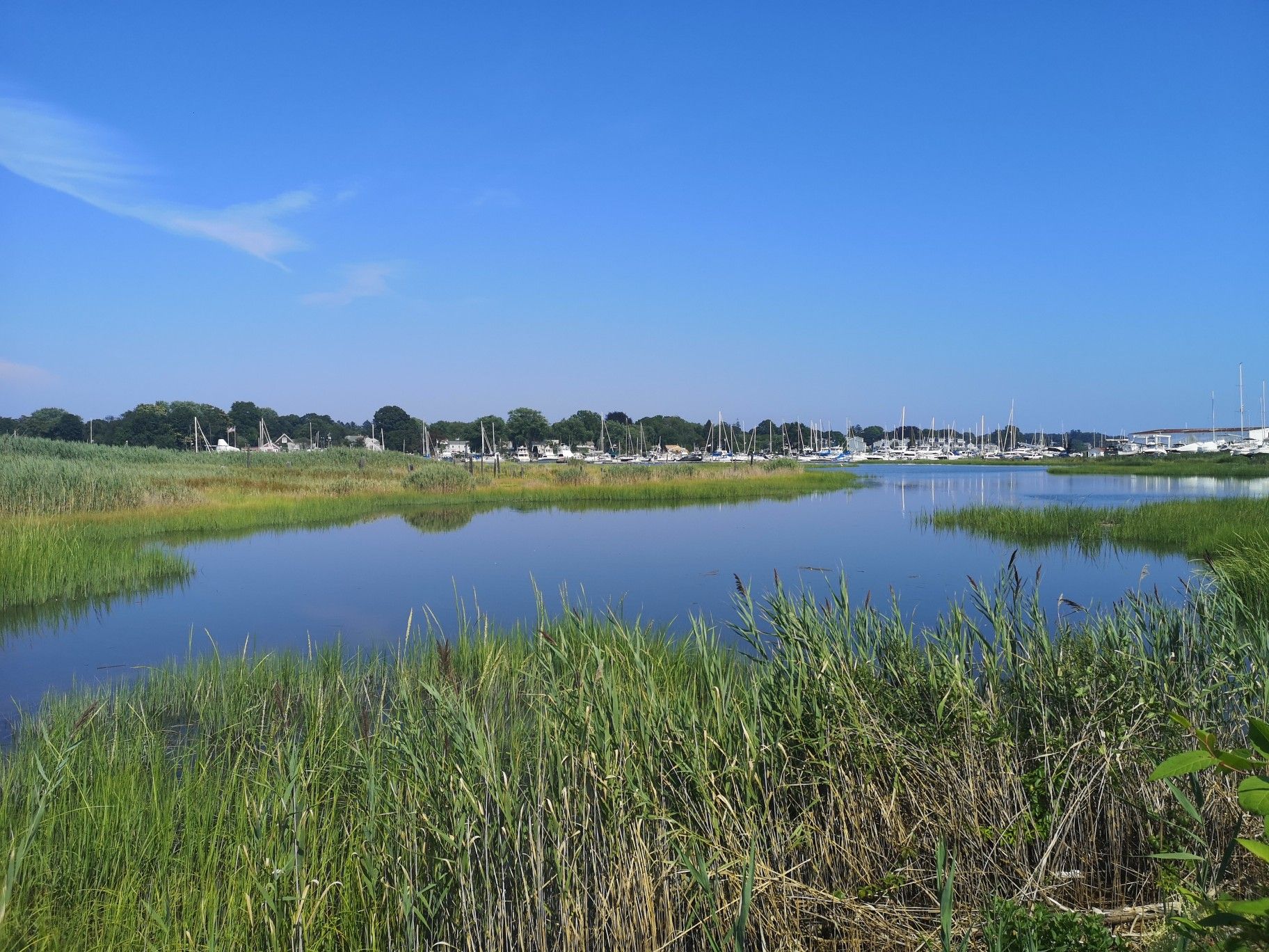 A marshy inlet with green reeds, calm water, and distant boats under a clear blue sky. - East Coast Greenway: Bridgeport to New Haven