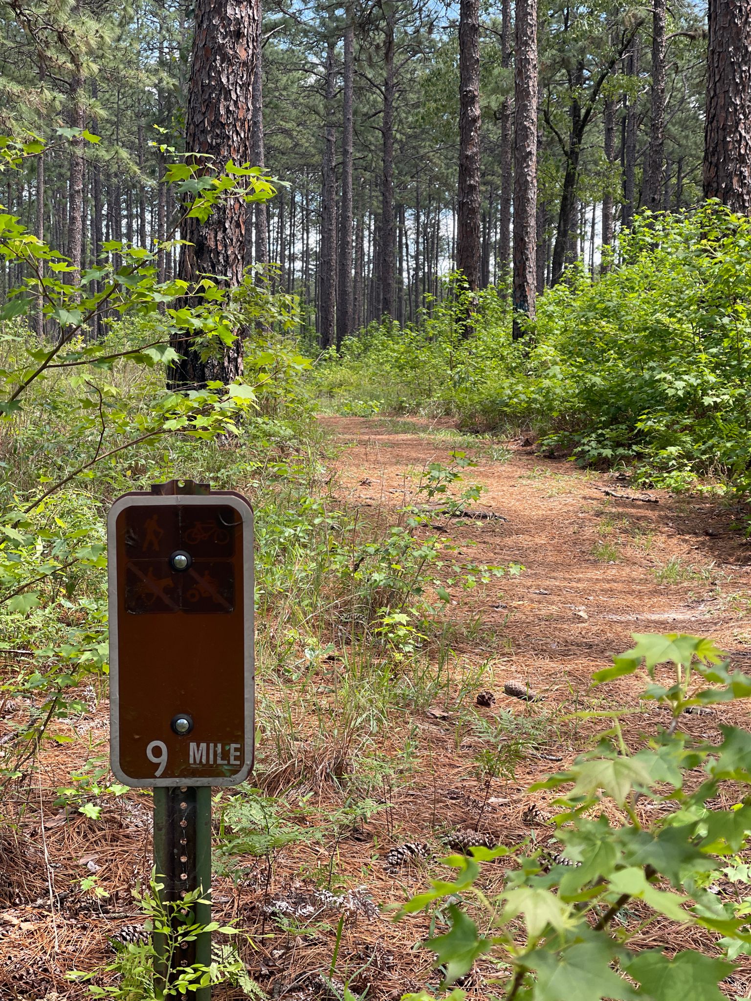 A "9 Mile" marker sign beside a sunlit dirt path in a pine forest. - Running loop from Wild Azalea Trailhead (Twin Bridges Road)