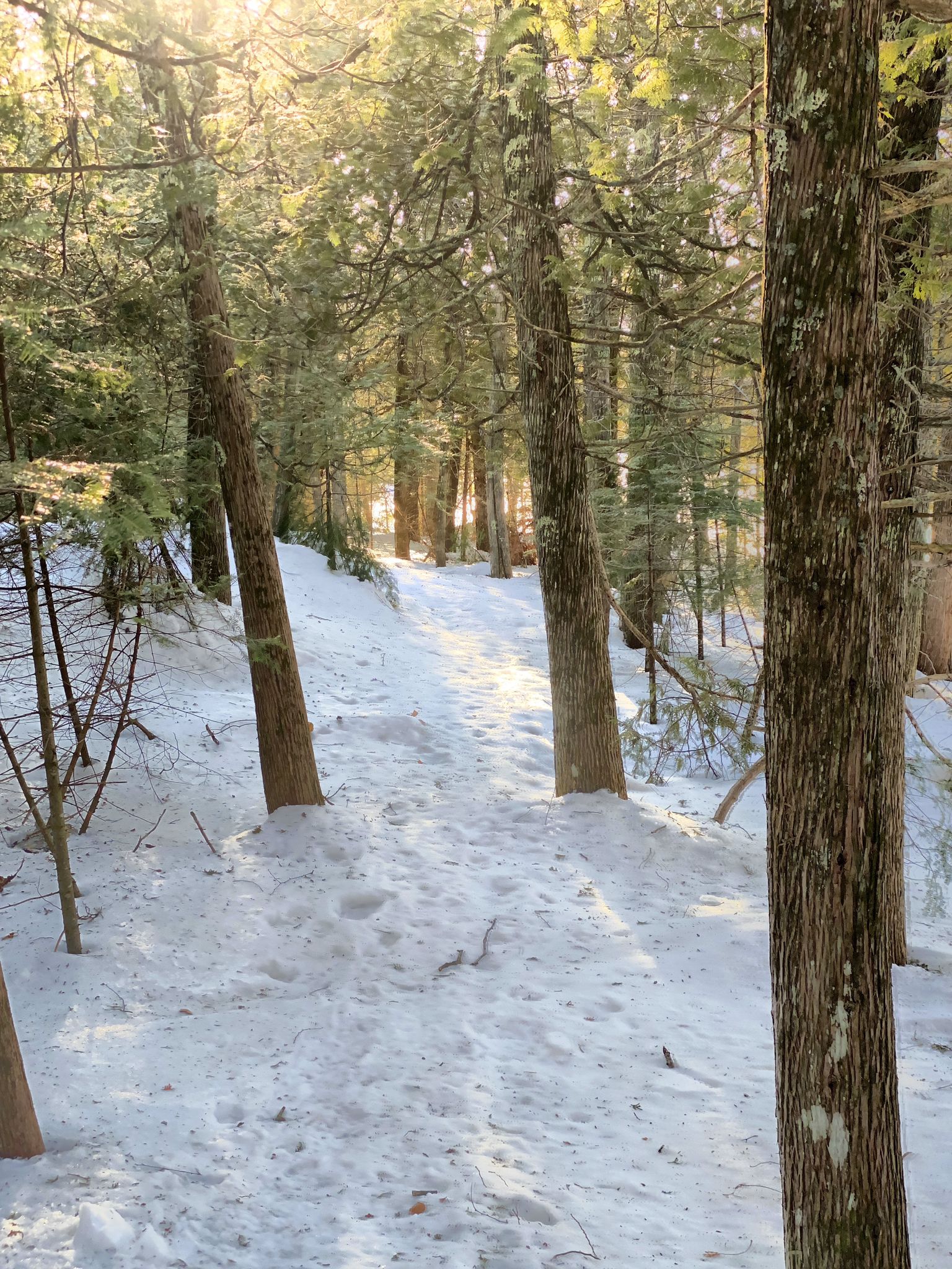 Sunlight filters through tall trees onto a snow-covered forest path. - Matt Willis and Beaver Bog Trail Loop