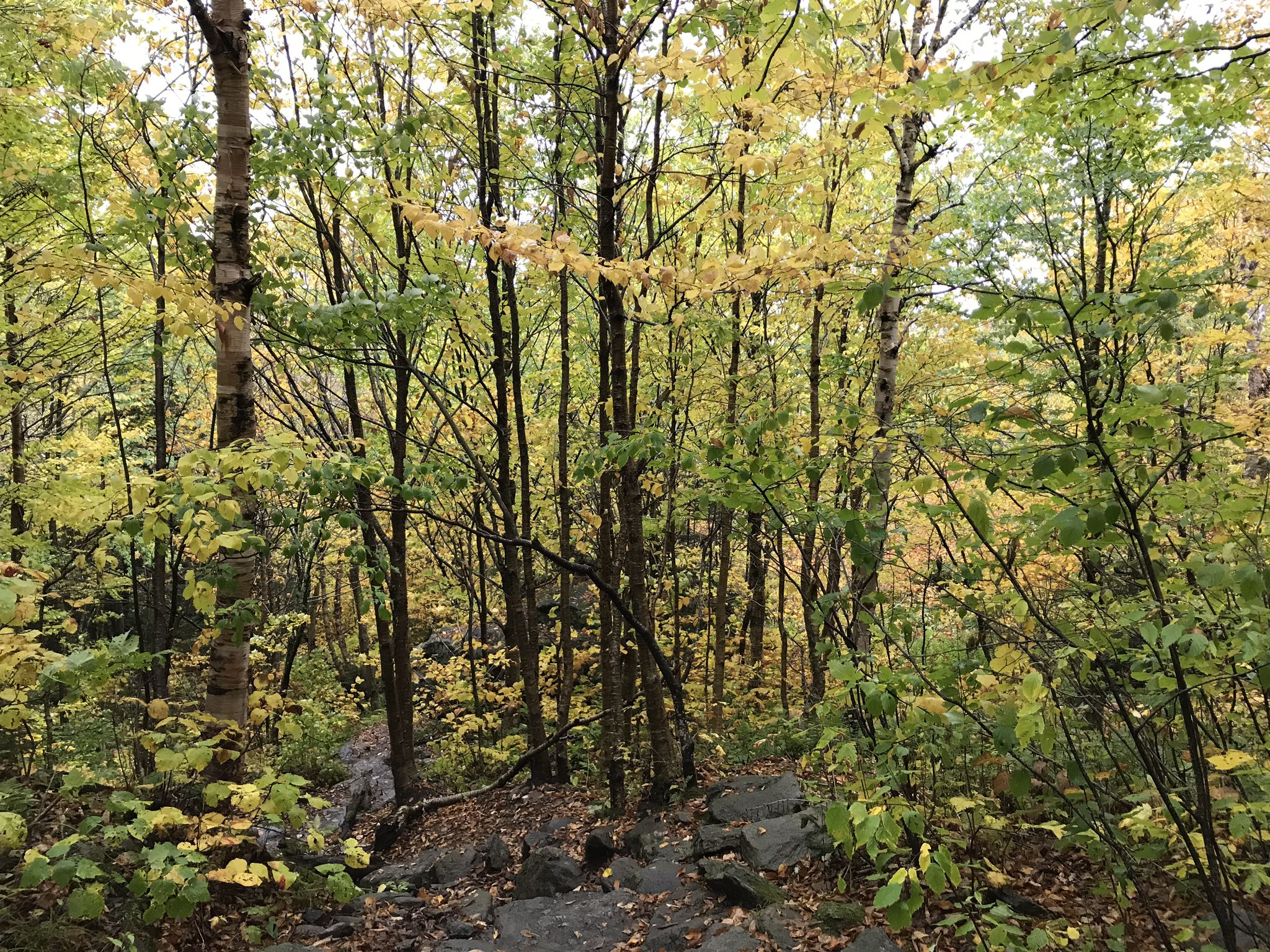 Dense forest with green and yellow autumn leaves on rocky ground. - Cantilever Rock Trail