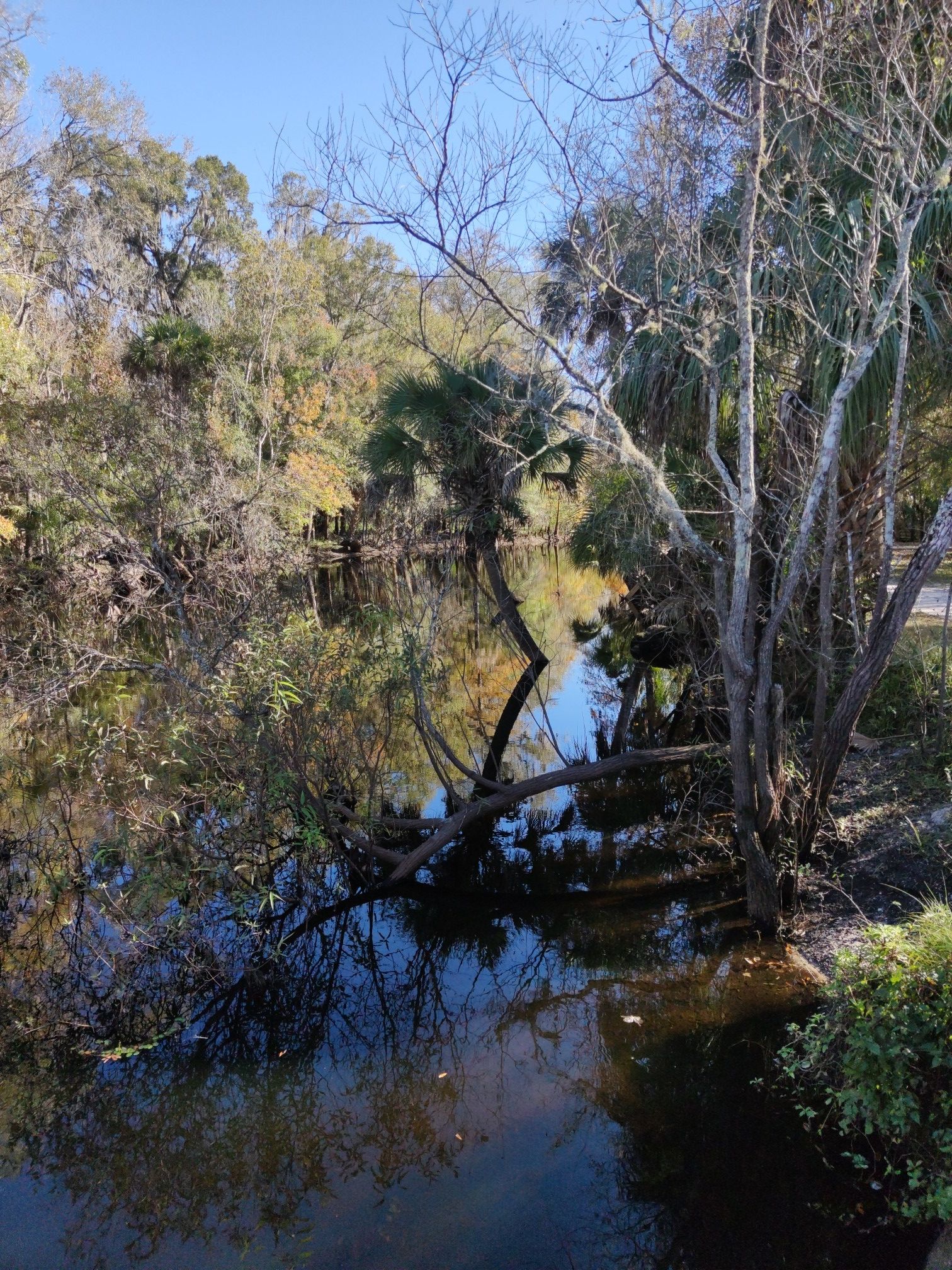 Calm water reflecting dense trees and blue sky on a sunny day. - Enchanted Trail – Boardwalk Through Lush Forest loop from Wilderness Park