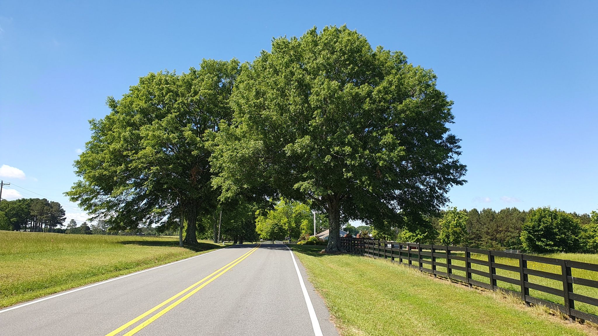 Paved road leading towards two large trees, with a black fence and blue sky. - Somerby Woods Nature Area – Lake Peachtree Dam loop from Flat Creek Nature Area