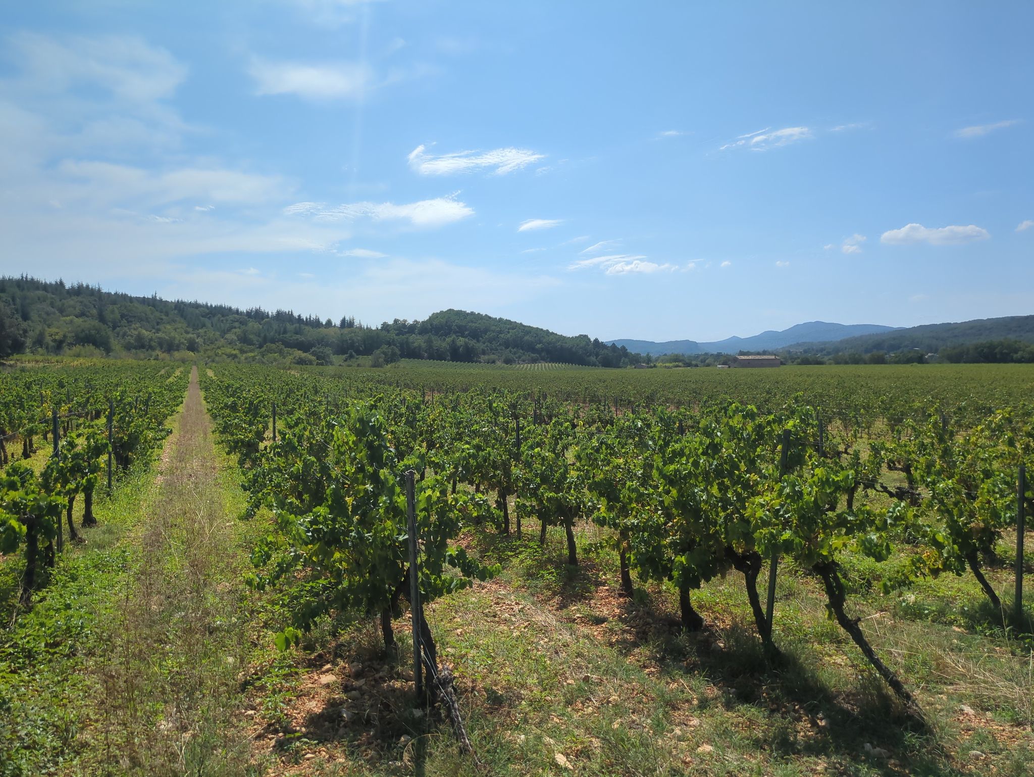 Wein, soweit das Auge reicht