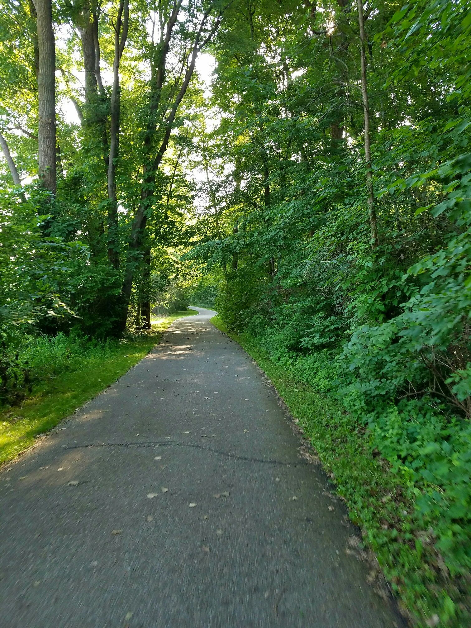 Paved path winding through a lush green forest with dappled sunlight. - Freedom Trail