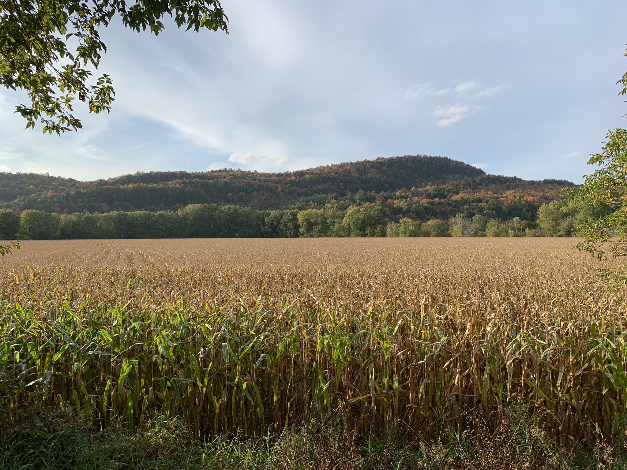 A vast golden cornfield stretches towards distant green and autumn hills. - Lamoille Valley Rail Trail loop from Jeffersonville
