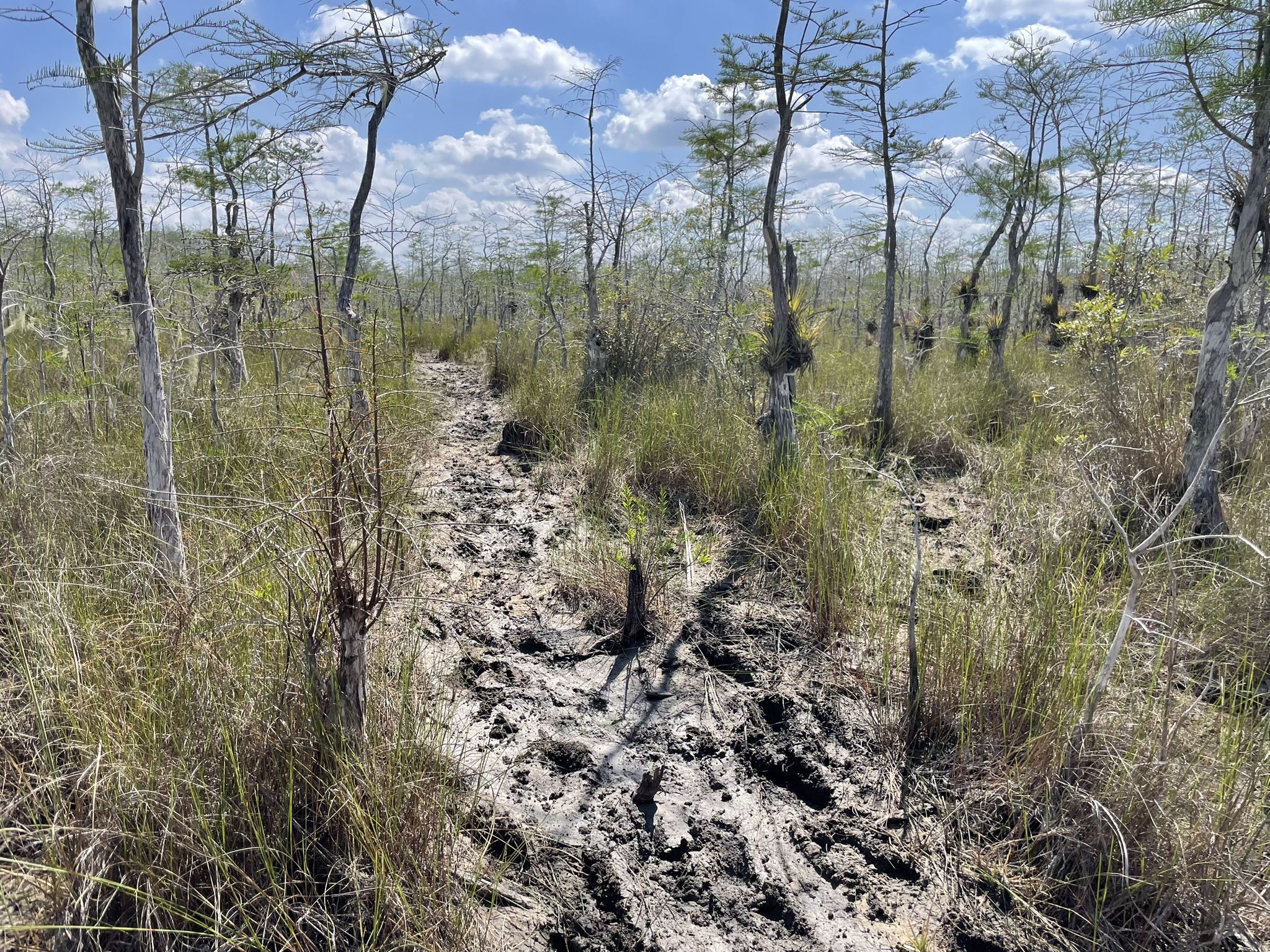 Muddy trail through a sparse, grassy forest under a cloudy sky. - Florida Trail: Big Cypress National Preserve