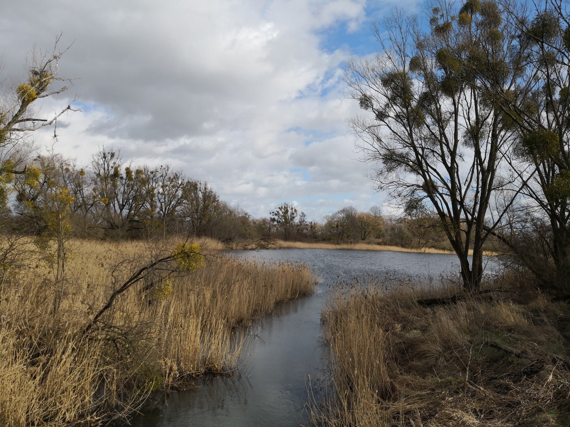 Teich