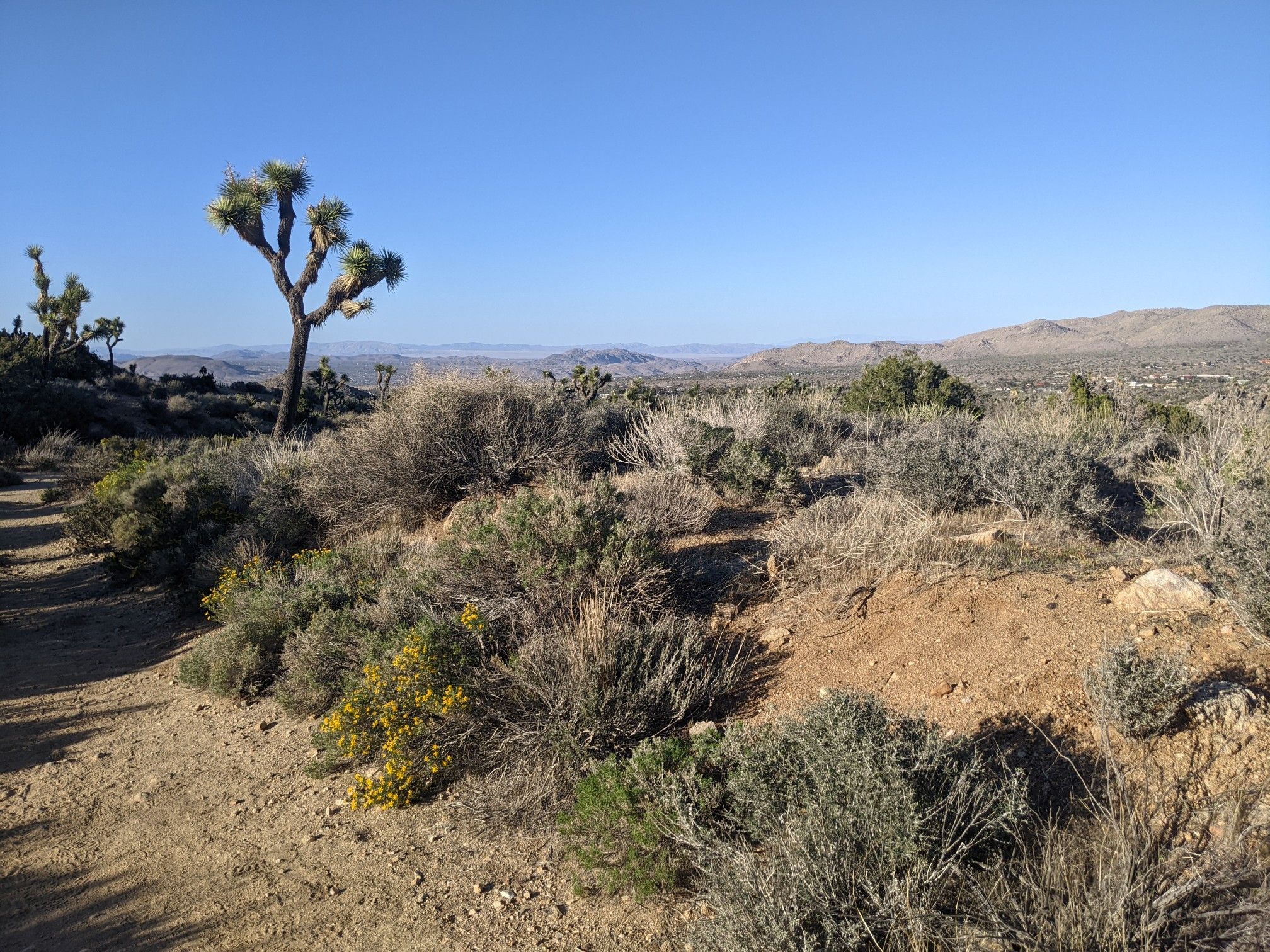 Desert landscape with Joshua tree, shrubs, and distant hills under clear blue sky. - Black Rock Canyon Campground – Burnt Hill Trail loop from Horse Camp