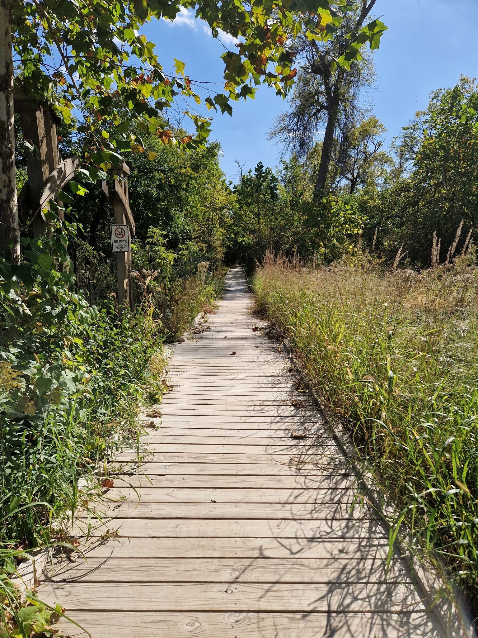 A long wooden boardwalk path through lush green foliage under a bright sky. - Hidden Lake Trail