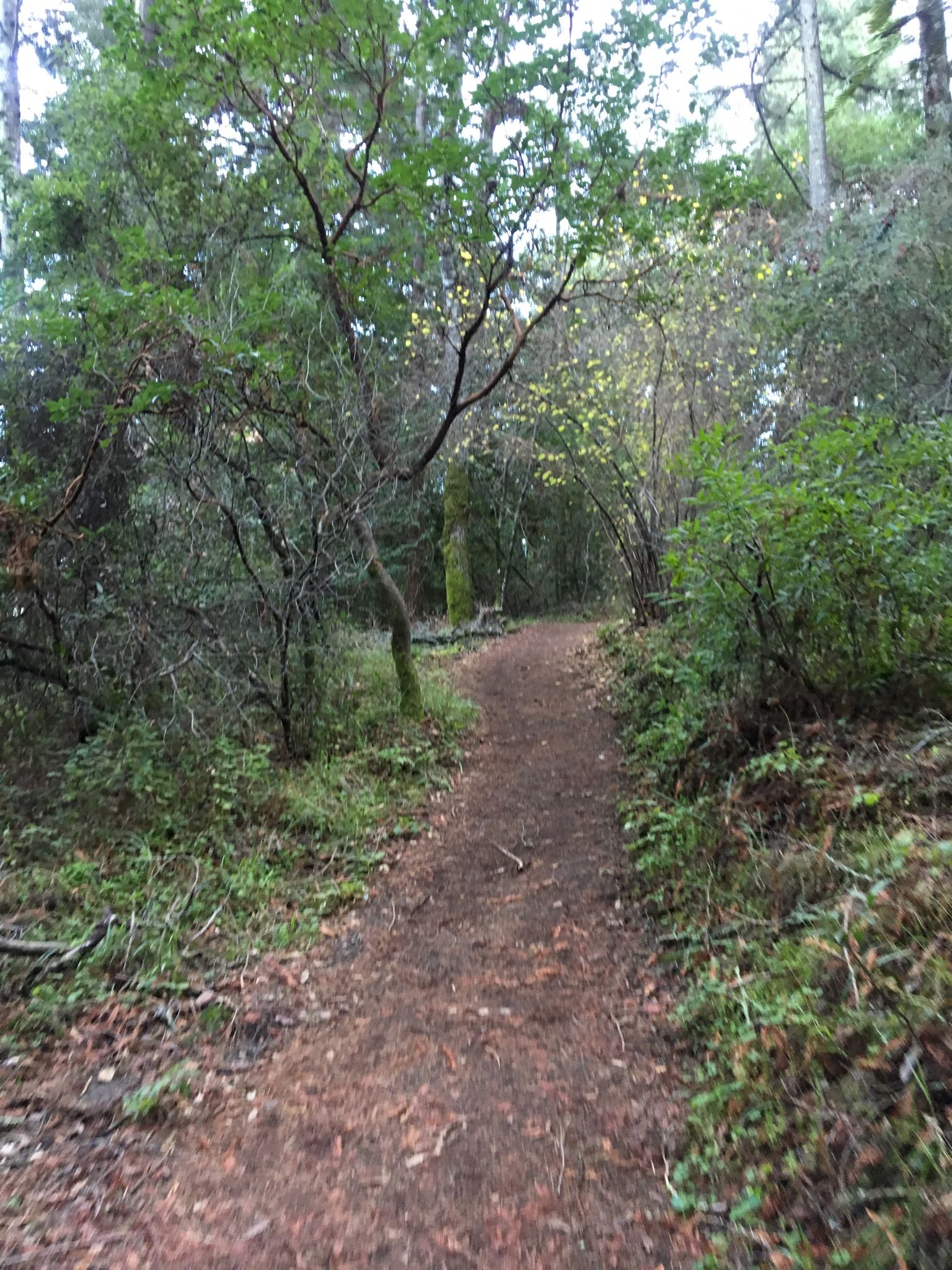 Narrow dirt path winding through a dense, green, and leafy forest. - Bear Gulch, Redwood, and Madrone Trail Loop