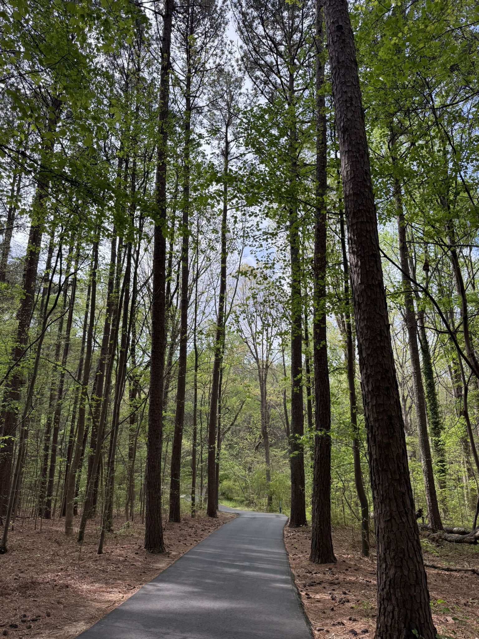 Paved path winding through a tall, sunlit forest with green trees. - Ramsey Creek Loop