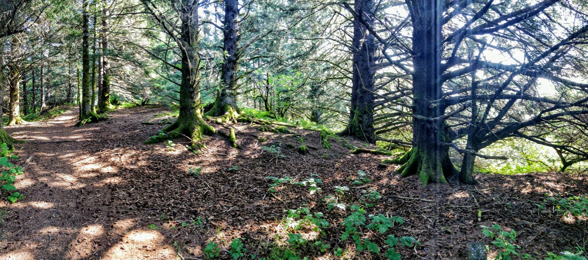 Dappled sunlight illuminates a winding dirt path through a dense evergreen forest. - North End Trail – Viewpoint loop from Kodiak