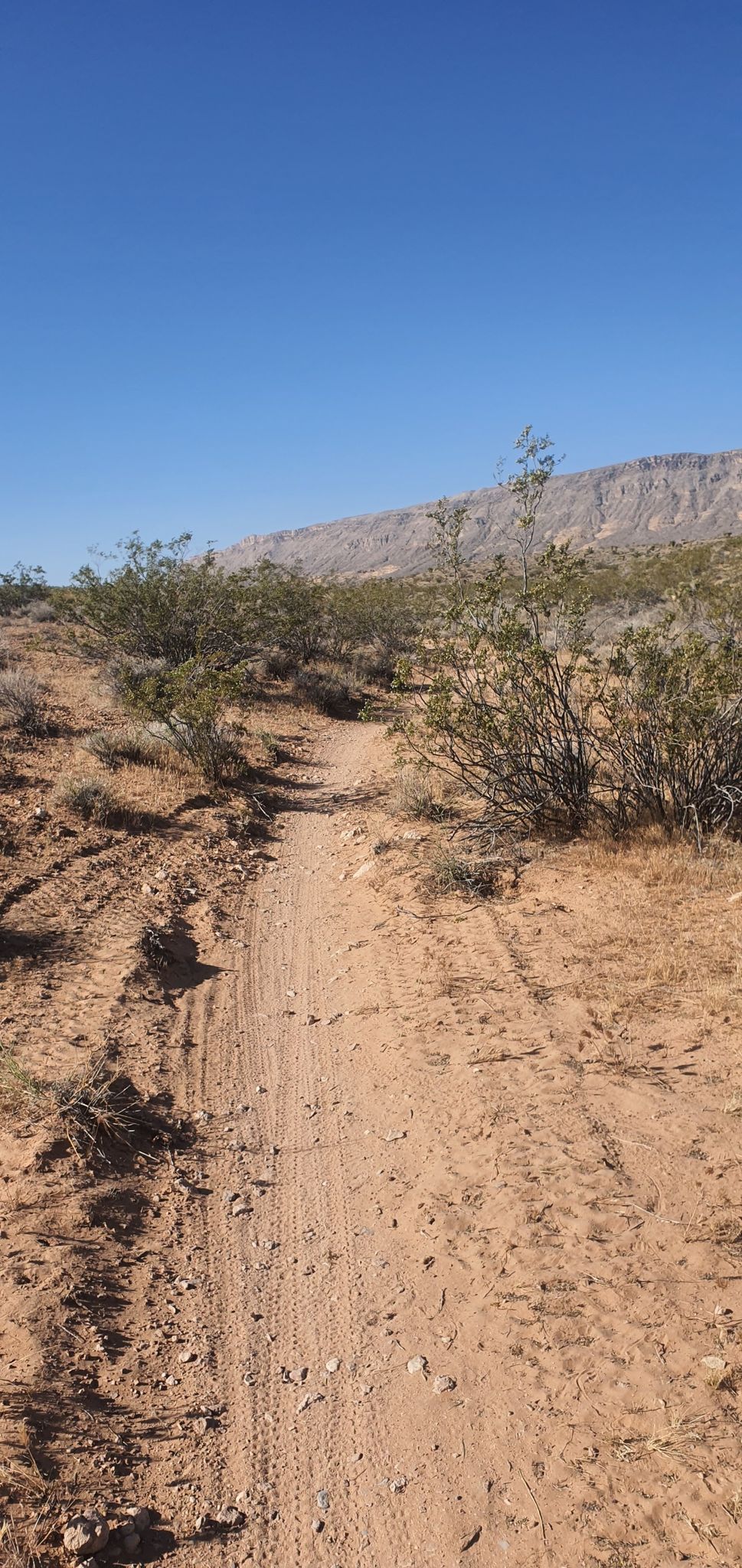 A sandy trail cuts through desert shrubs under a bright blue sky. - Brokeback Mountain Loop