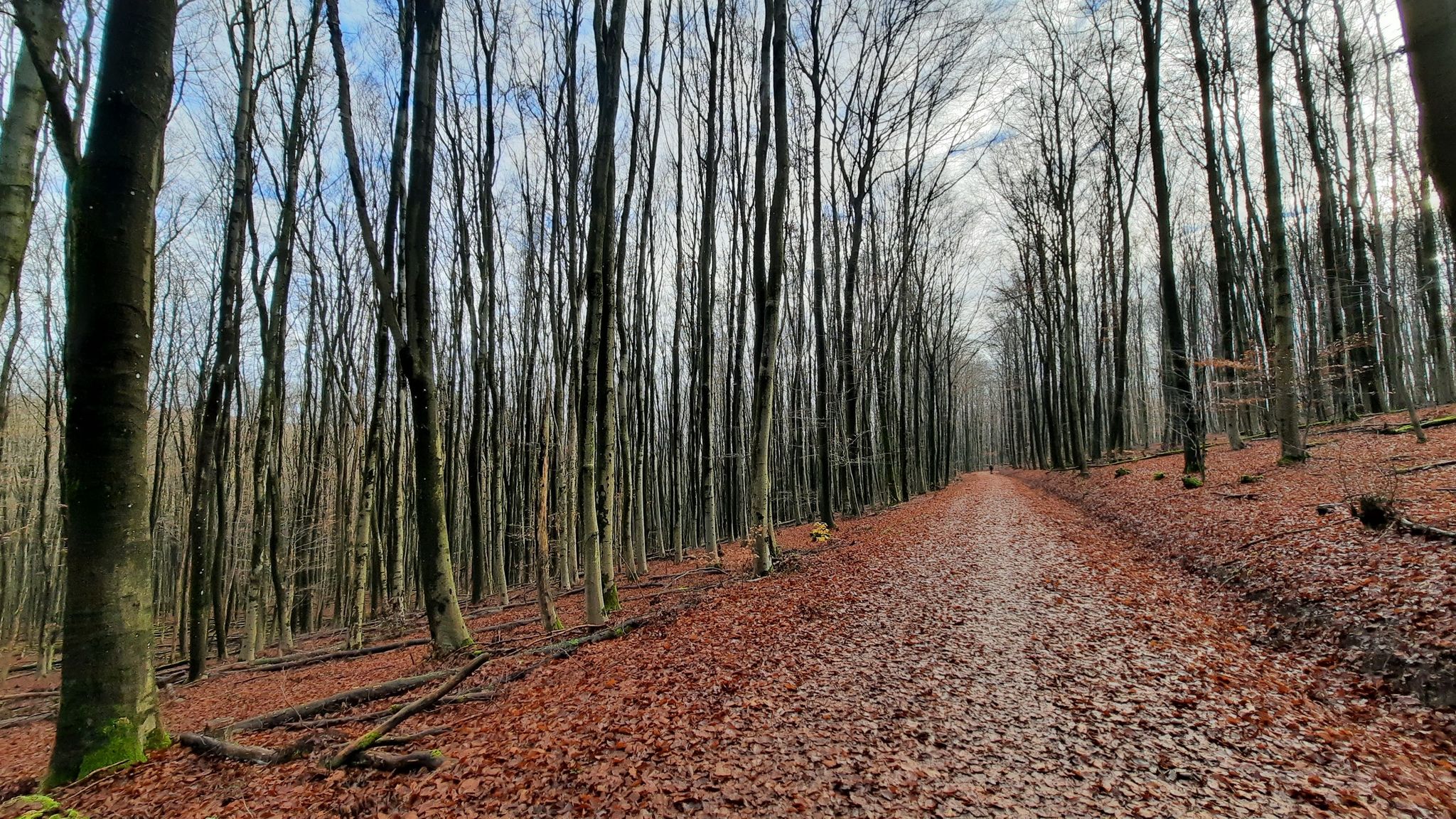 Im Saarkohlenwald