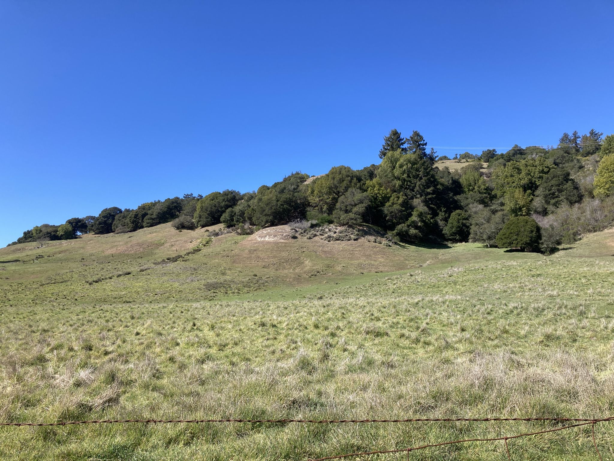 Rolling grassy hills with trees on the horizon under a clear blue sky. - Mountain Charlie Road loop