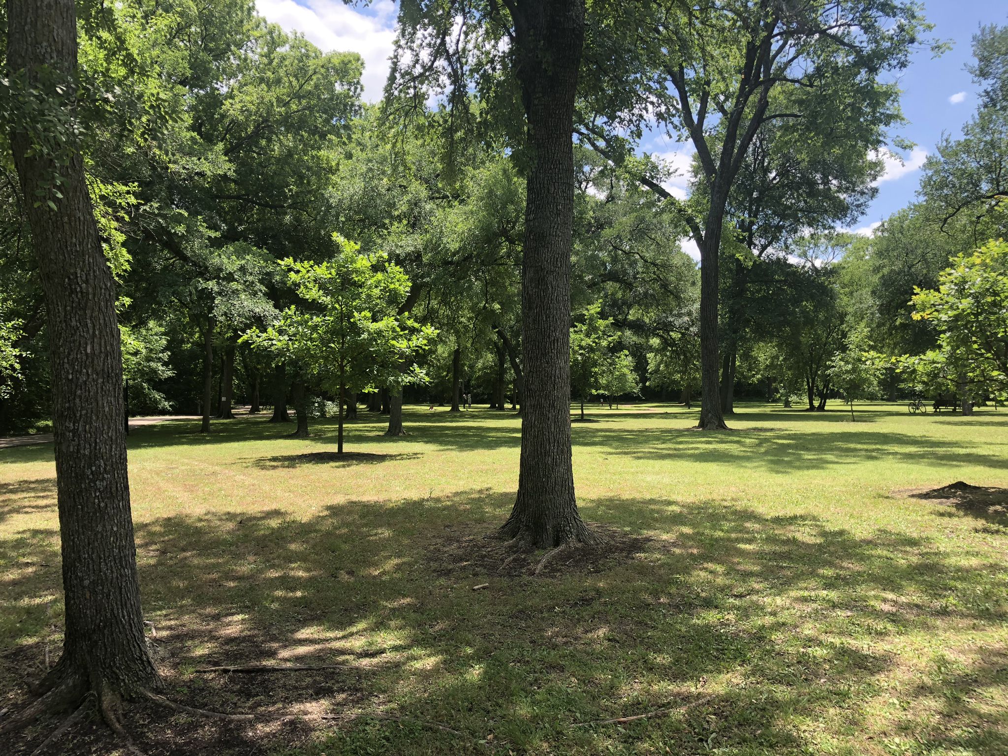 Sunny, open grassy field with scattered large trees and blue sky. - Watters Creek Trail