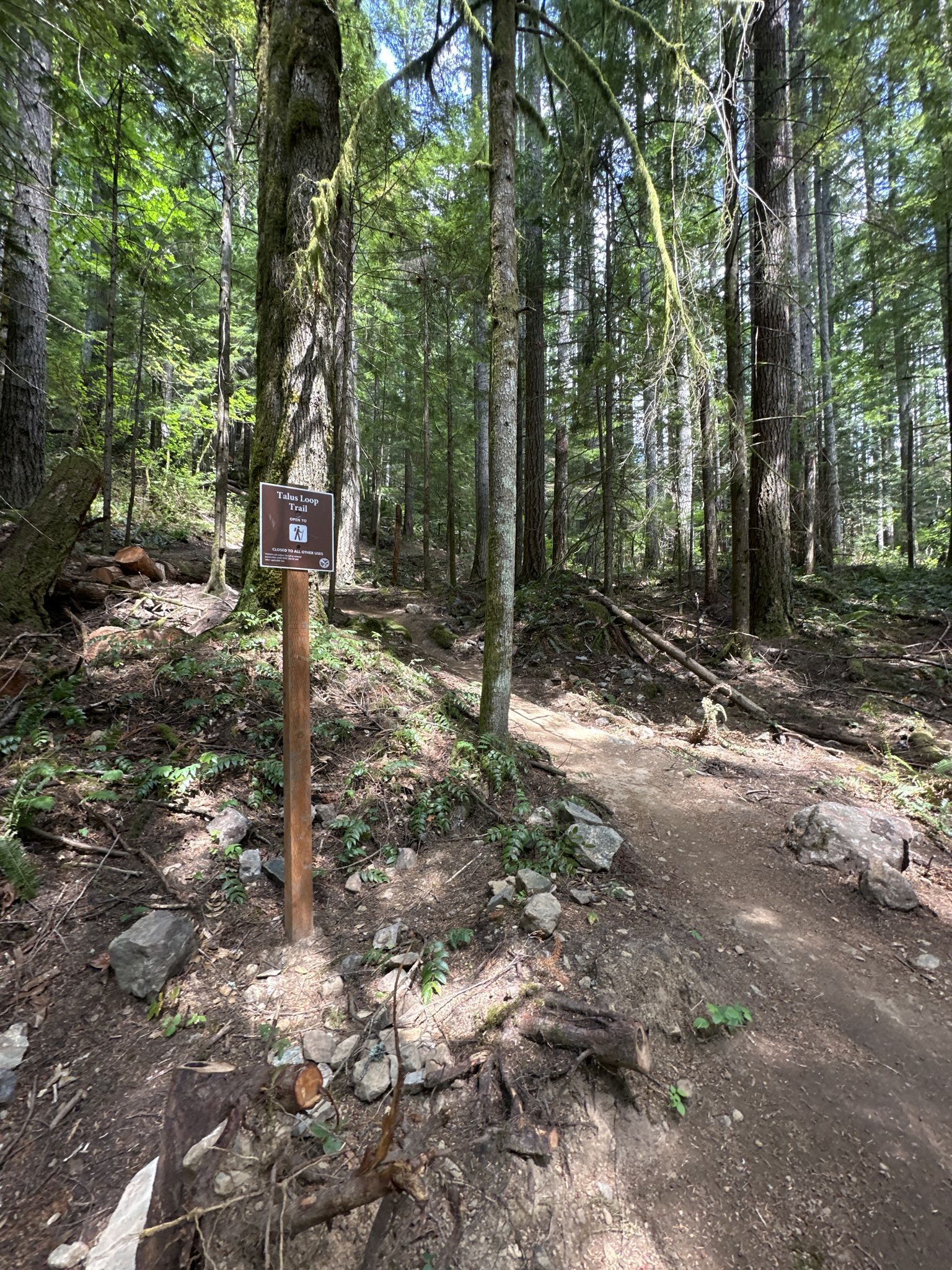 A trail signpost stands at a fork in a sunlit forest path. - Teneriffe Talus Loop
