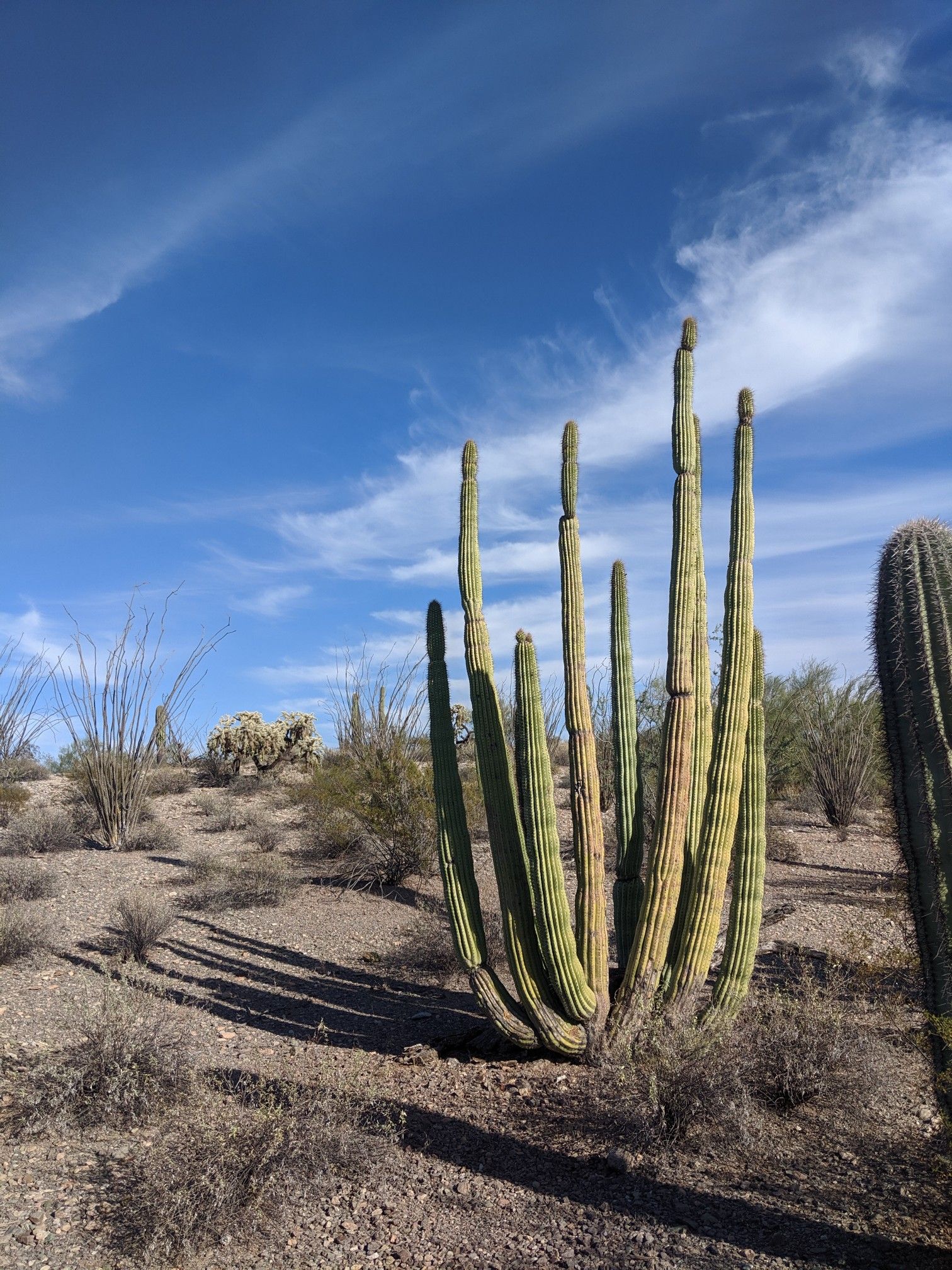 Large multi-stemmed cactus casting long shadows in a sunny desert. - Victoria Mine Trail