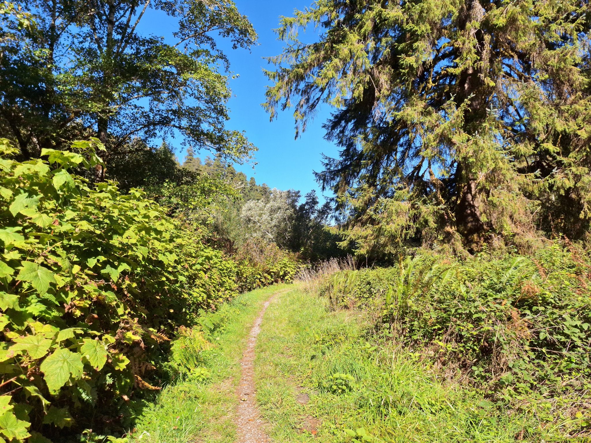 A narrow dirt path winds through sunny green foliage and tall trees. - Redwood Creek Crossing loop from Redwood Creek Trailhead Parking