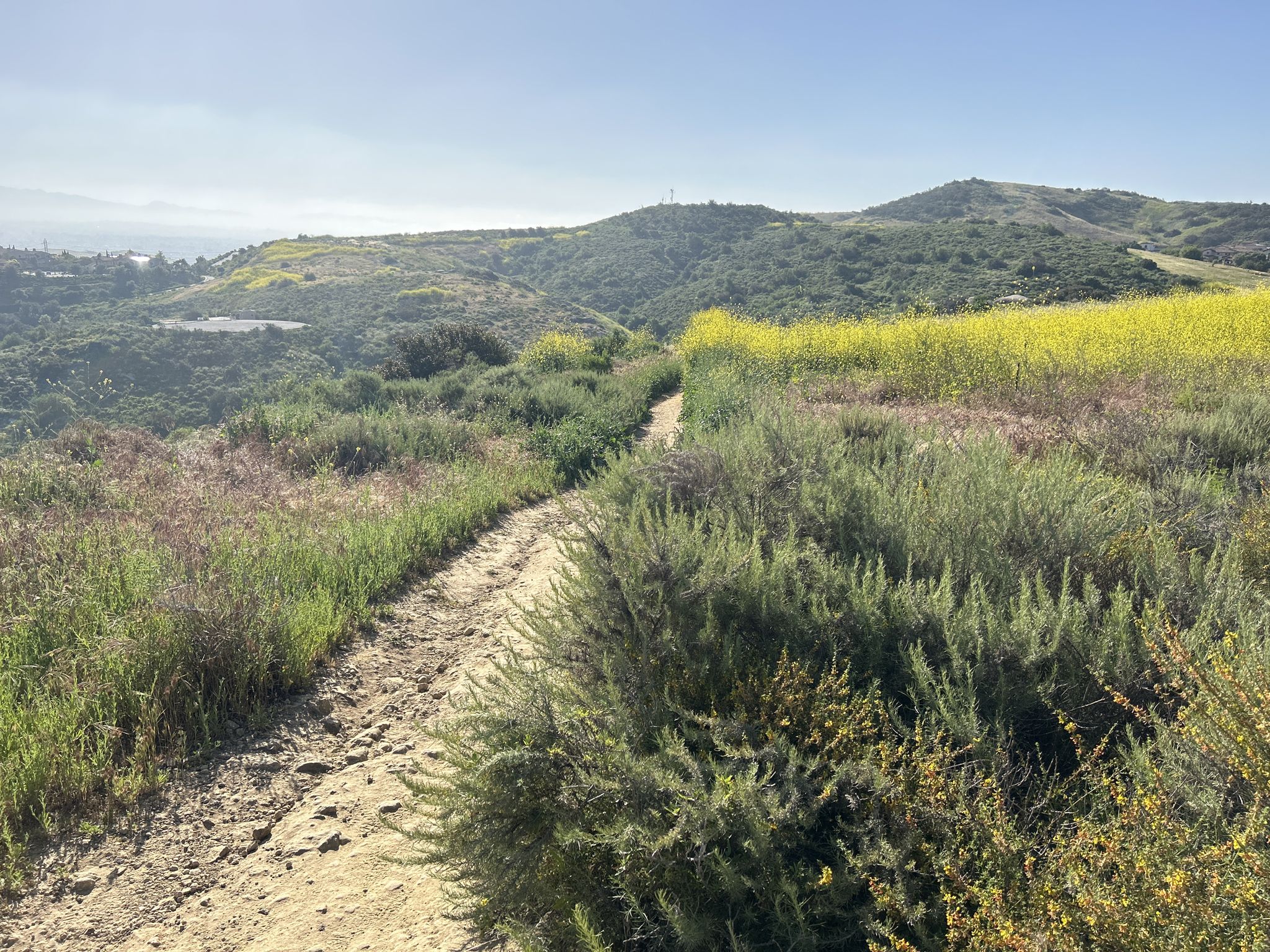 Winding dirt path through green hills with yellow wildflowers under bright sun. - Quail and Serrano Ridge Trail Loop
