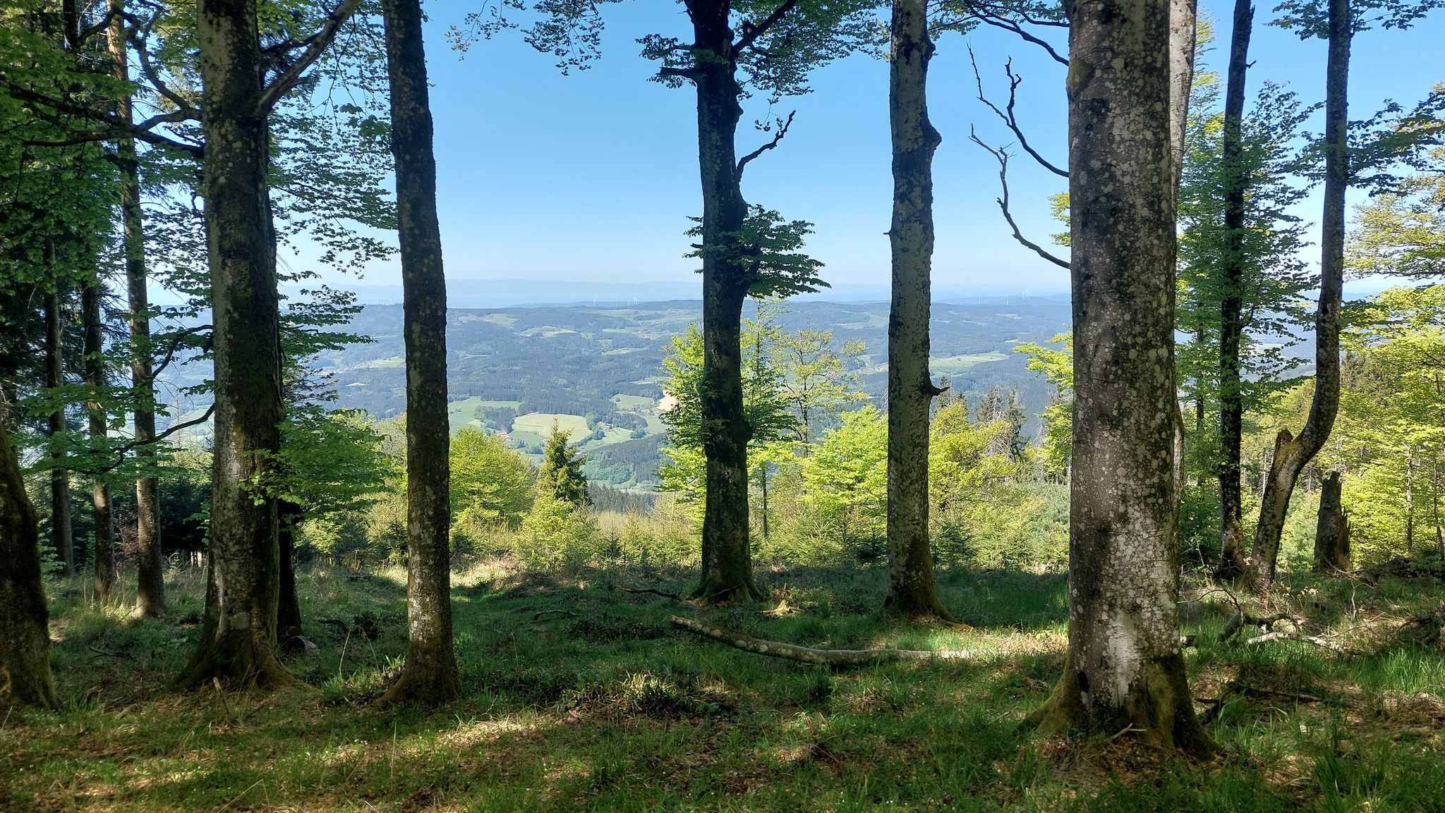 Blick in das Elztal