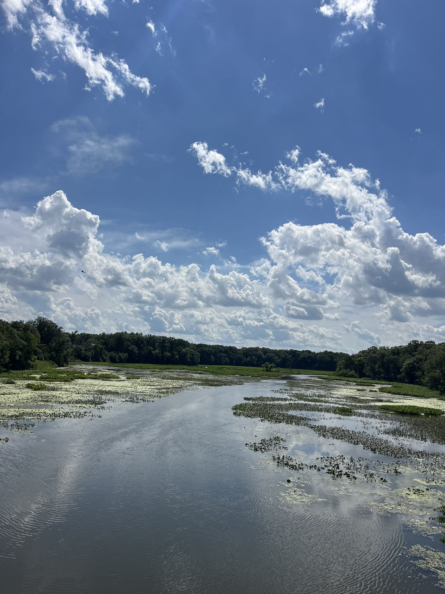 Wide river with green plants under a blue sky with fluffy clouds. - Trailblazers Bike Barn – Oak Savannah Trail loop from Porter