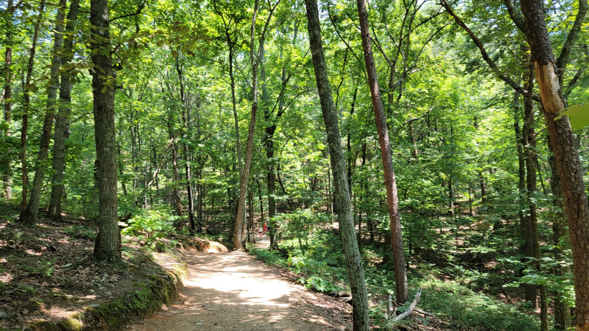 A sunlit dirt path winds through a dense, vibrant green forest. - Indian Seats, Ridgeline, and Mountainside Trail Loop