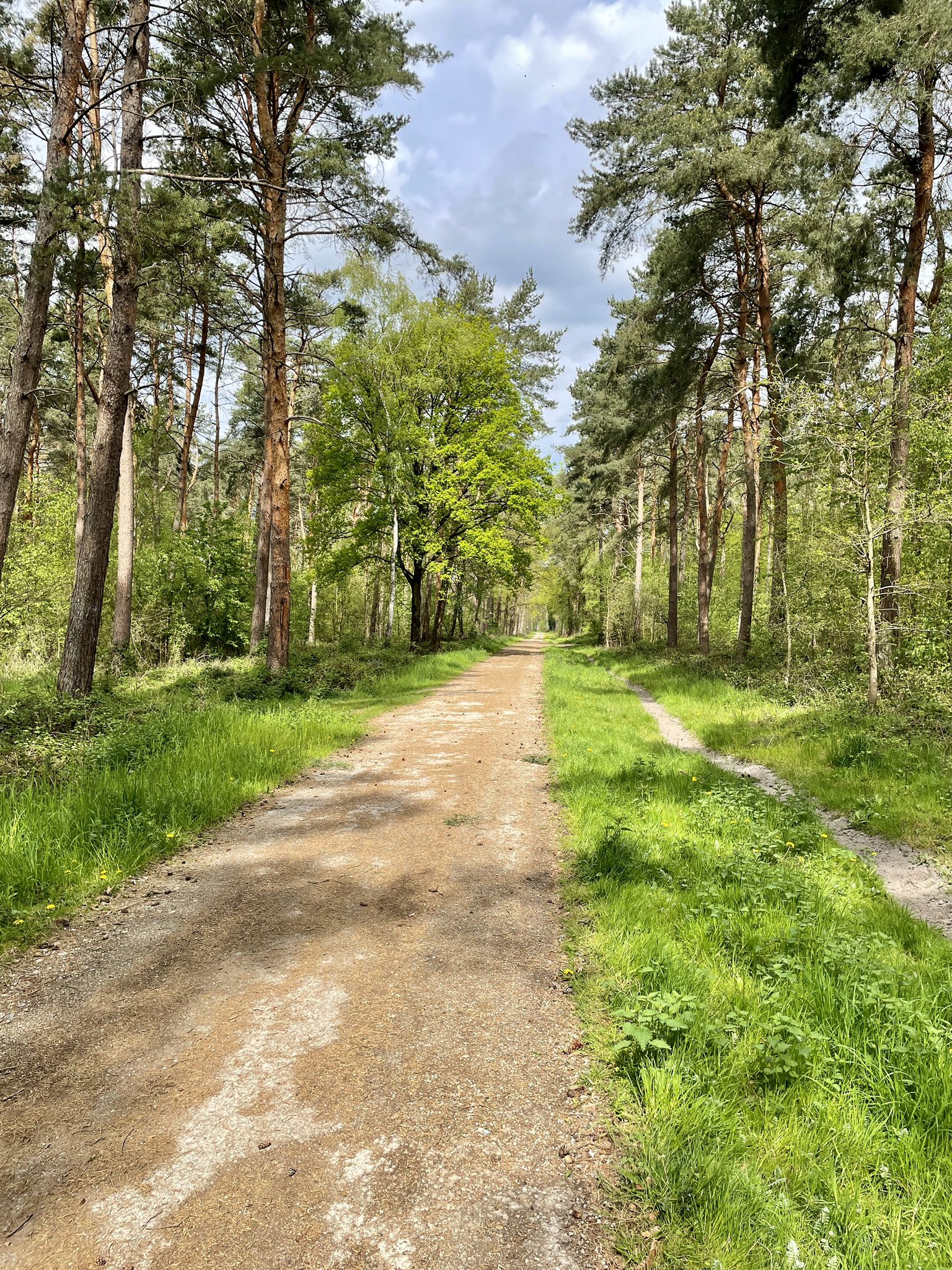 am Wald zum Zaun der Base