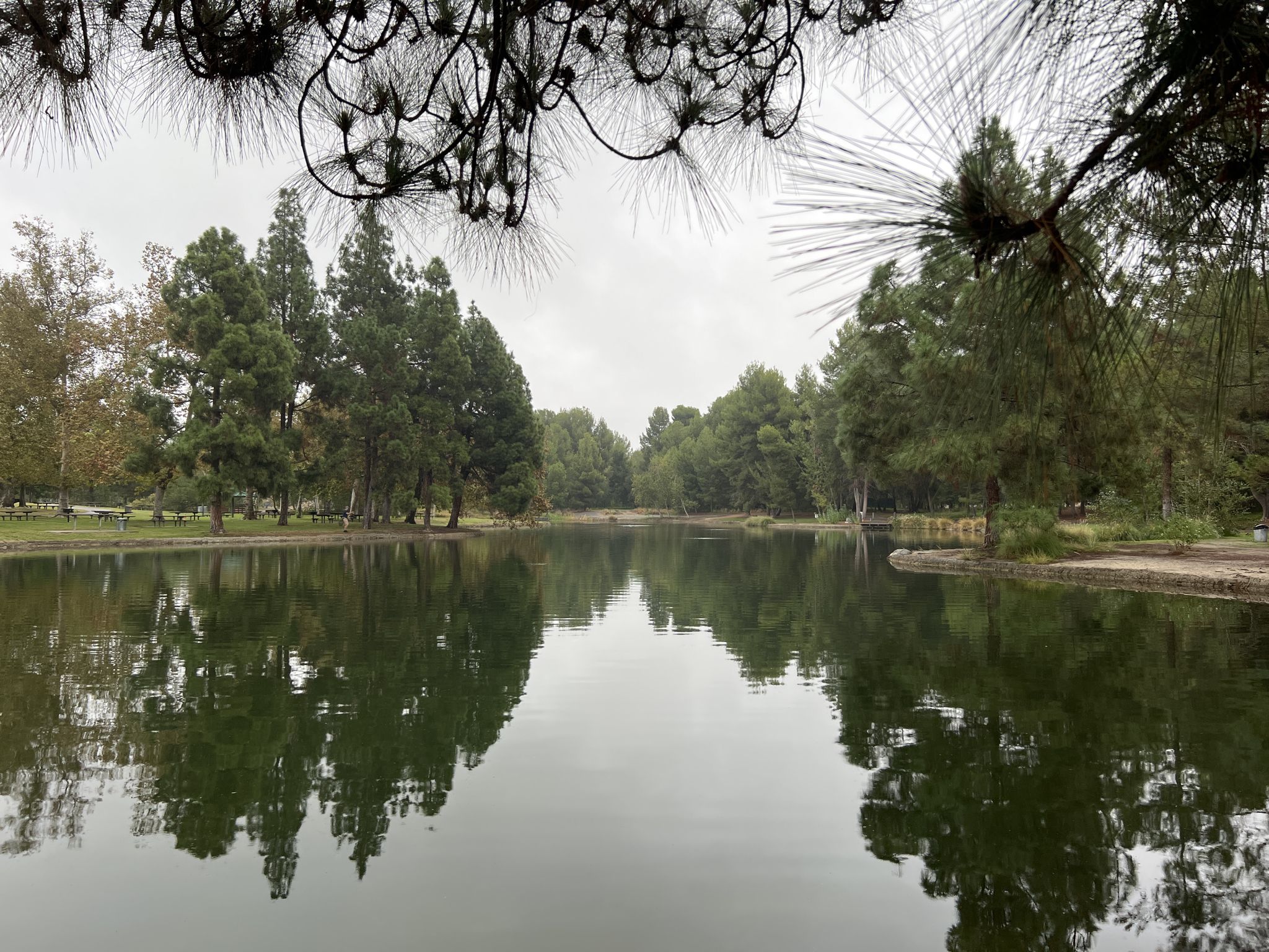 Calm lake reflecting dense trees under an overcast sky, with pine needles. - Santa Ana River Trail