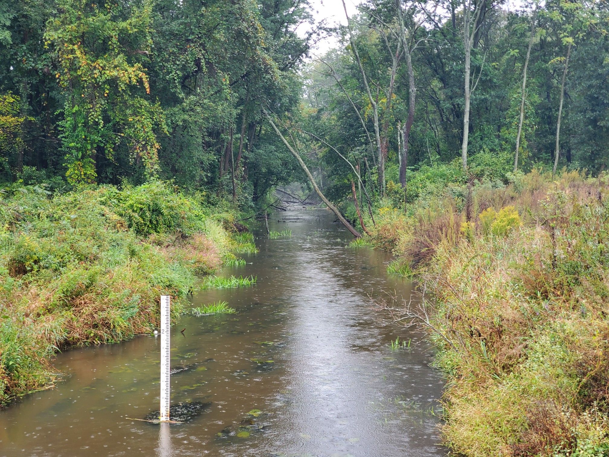 Narrow river flowing through dense green forest during rainy weather. - Indiana Dunes State Park – Beverly Drive Wilderness Path loop from Beverly Shores