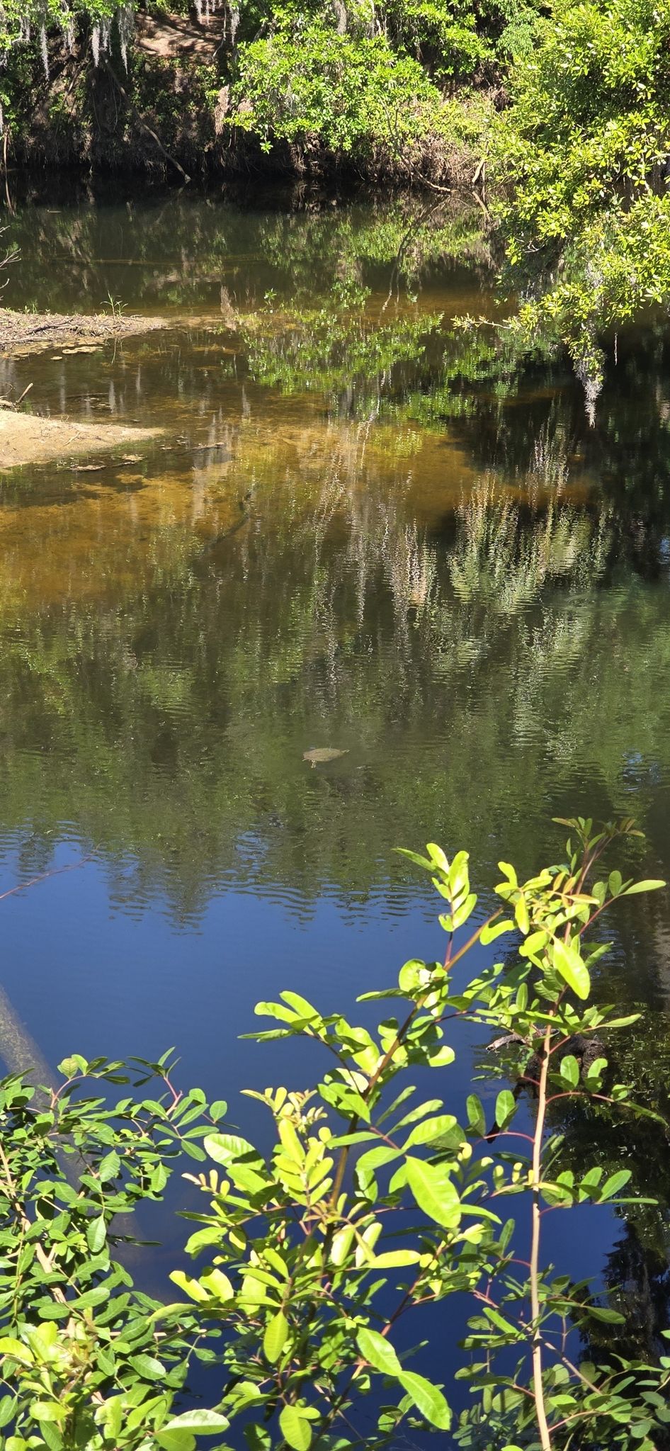 Turtle !!