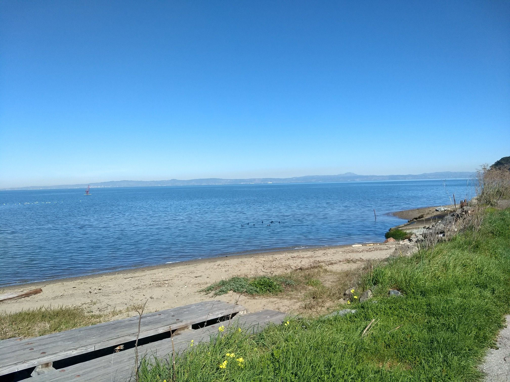 Calm blue water next to a sandy beach and green grass under a clear sky. - Coyote Point Beach loop from Burlingame
