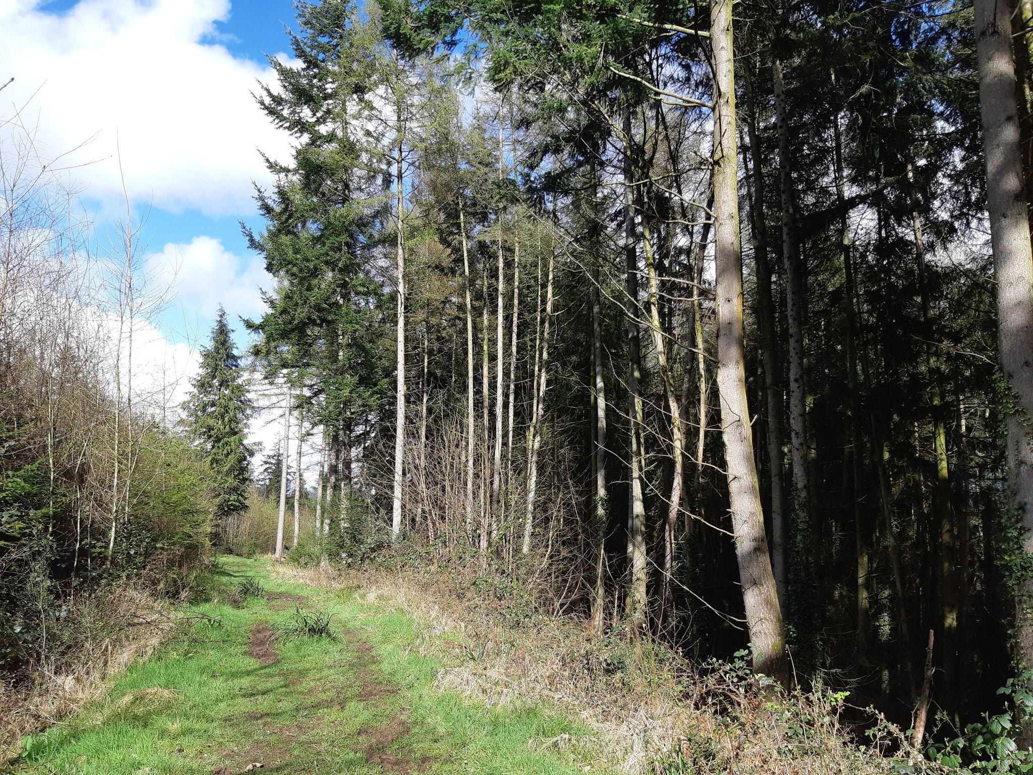 Wysis Way through Newent Woods
