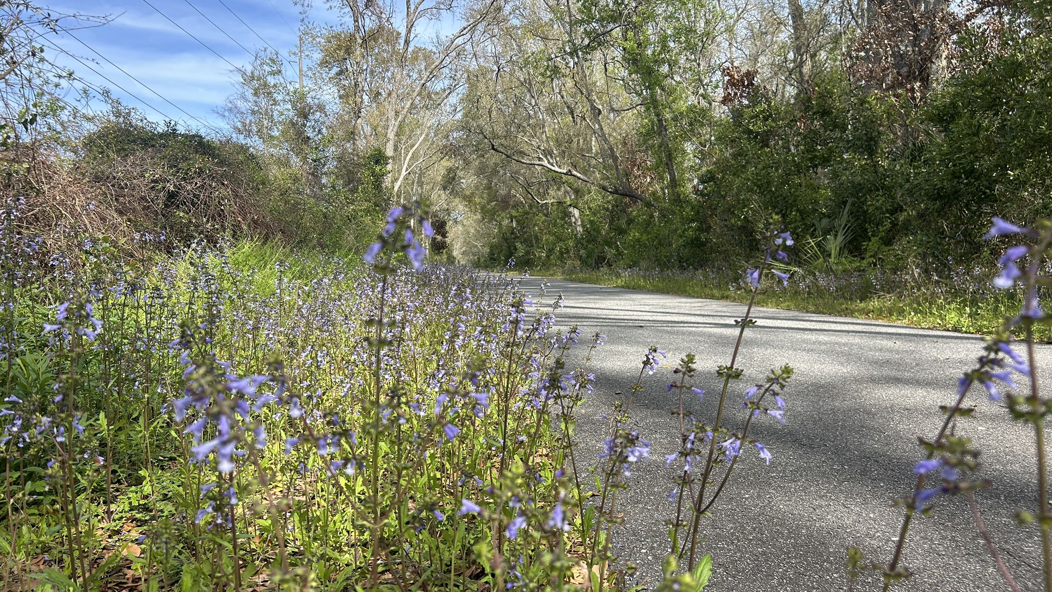 Purple wildflowers bloom beside a paved road under a bright, sunny sky. - Nature Coast State Trail