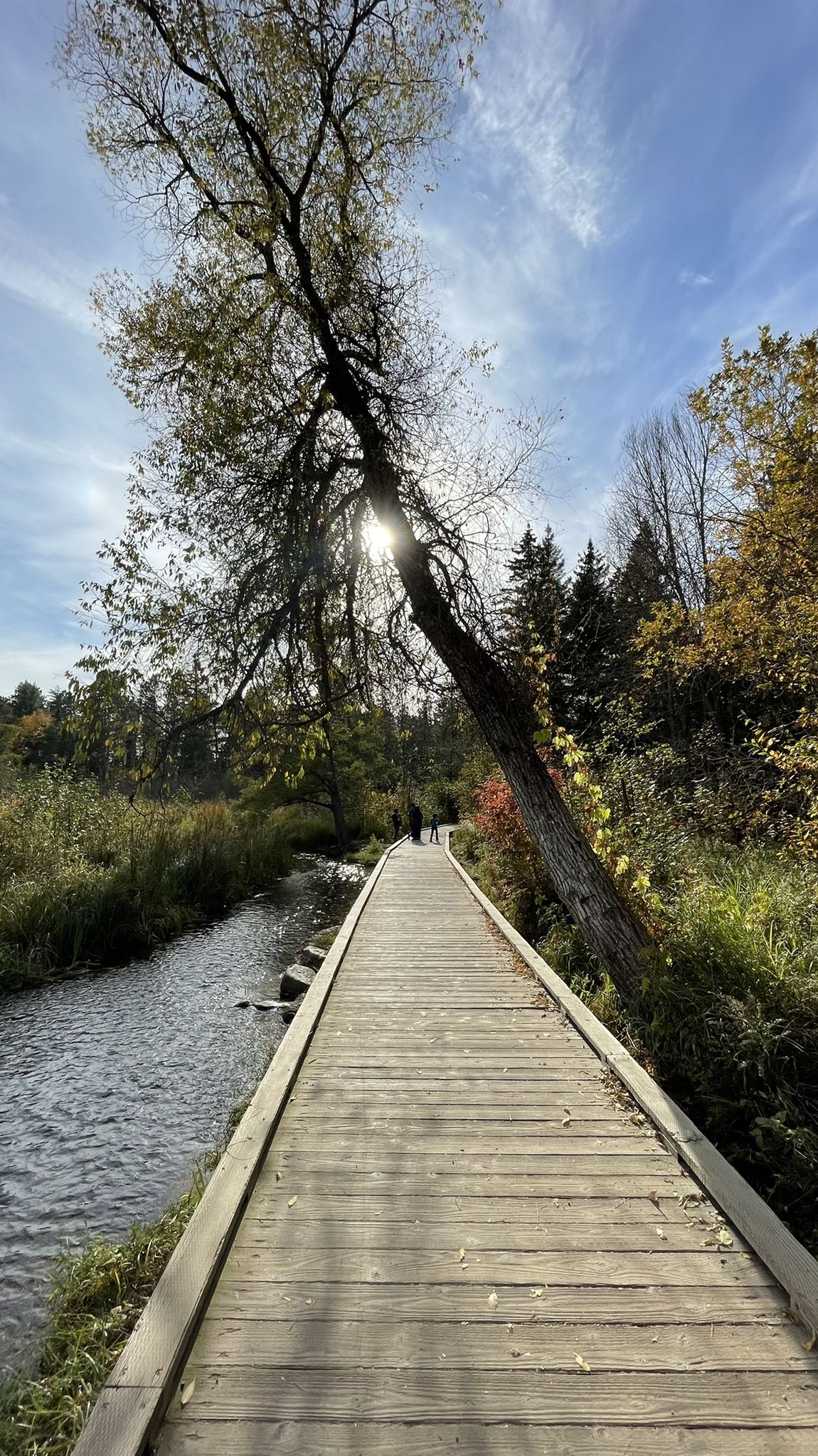 A wooden boardwalk next to a river, with sun shining through a leaning tree. - Mississippi Headwaters Trail
