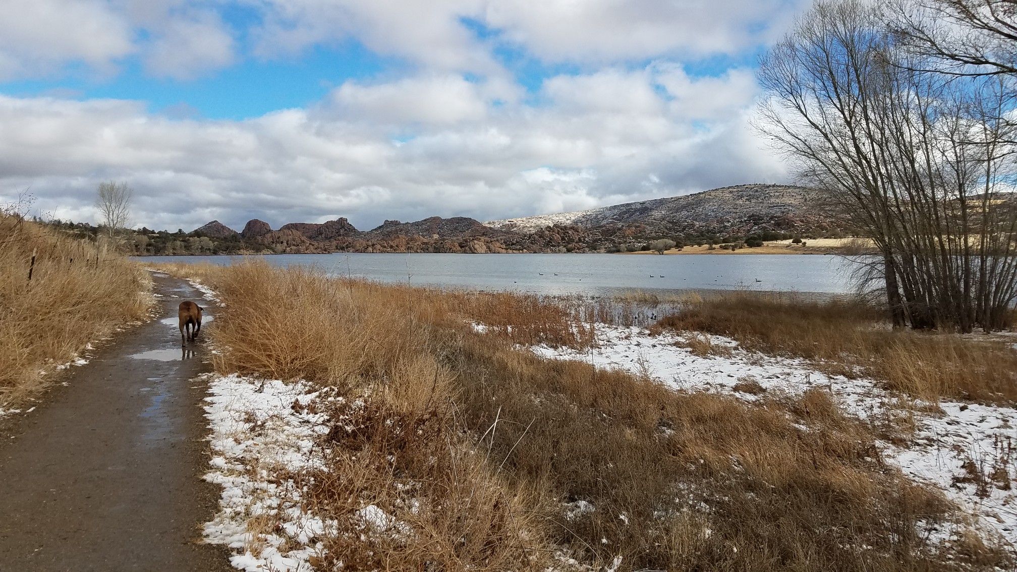 Dog walks on a snowy path beside a lake with hills under cloudy skies. - Prescott Circle Trail: Segment 09
