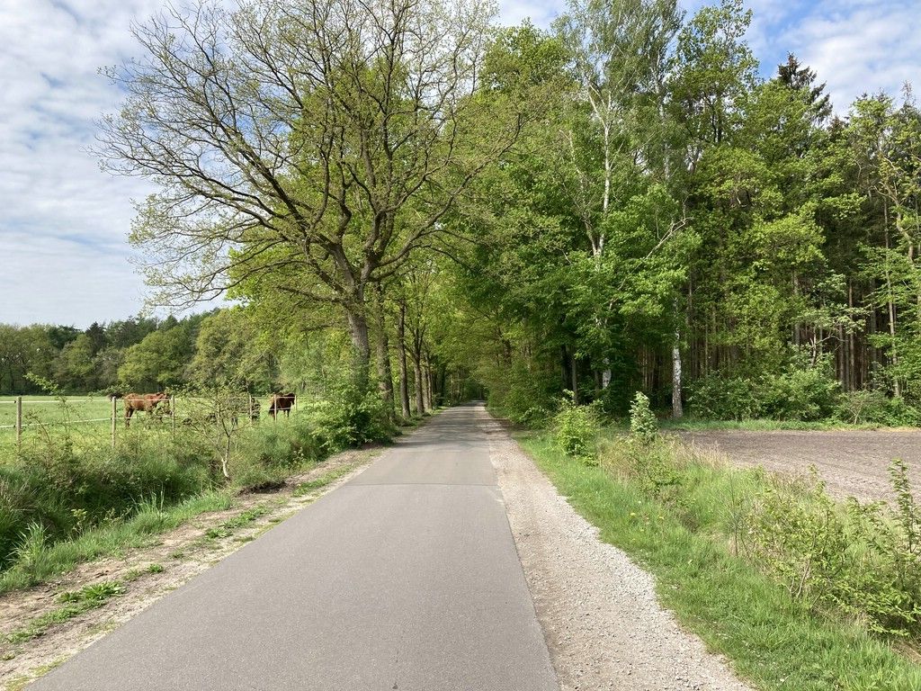 Immer geradeaus