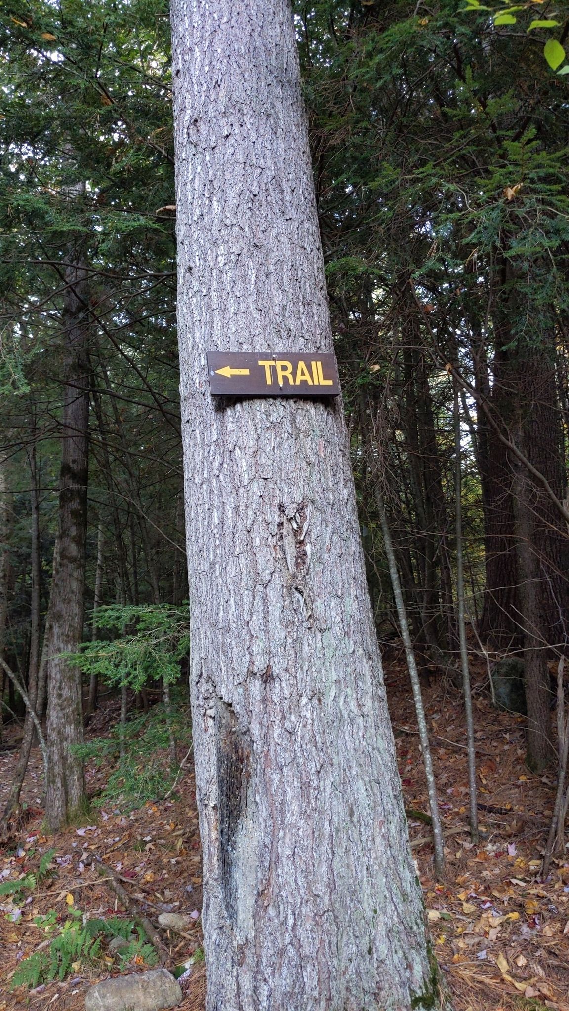 A brown "TRAIL" sign with a yellow arrow points left on a large tree trunk. - The Pinnacle and Bradley's Lookout via Yellow, Red, and Blue Trail
