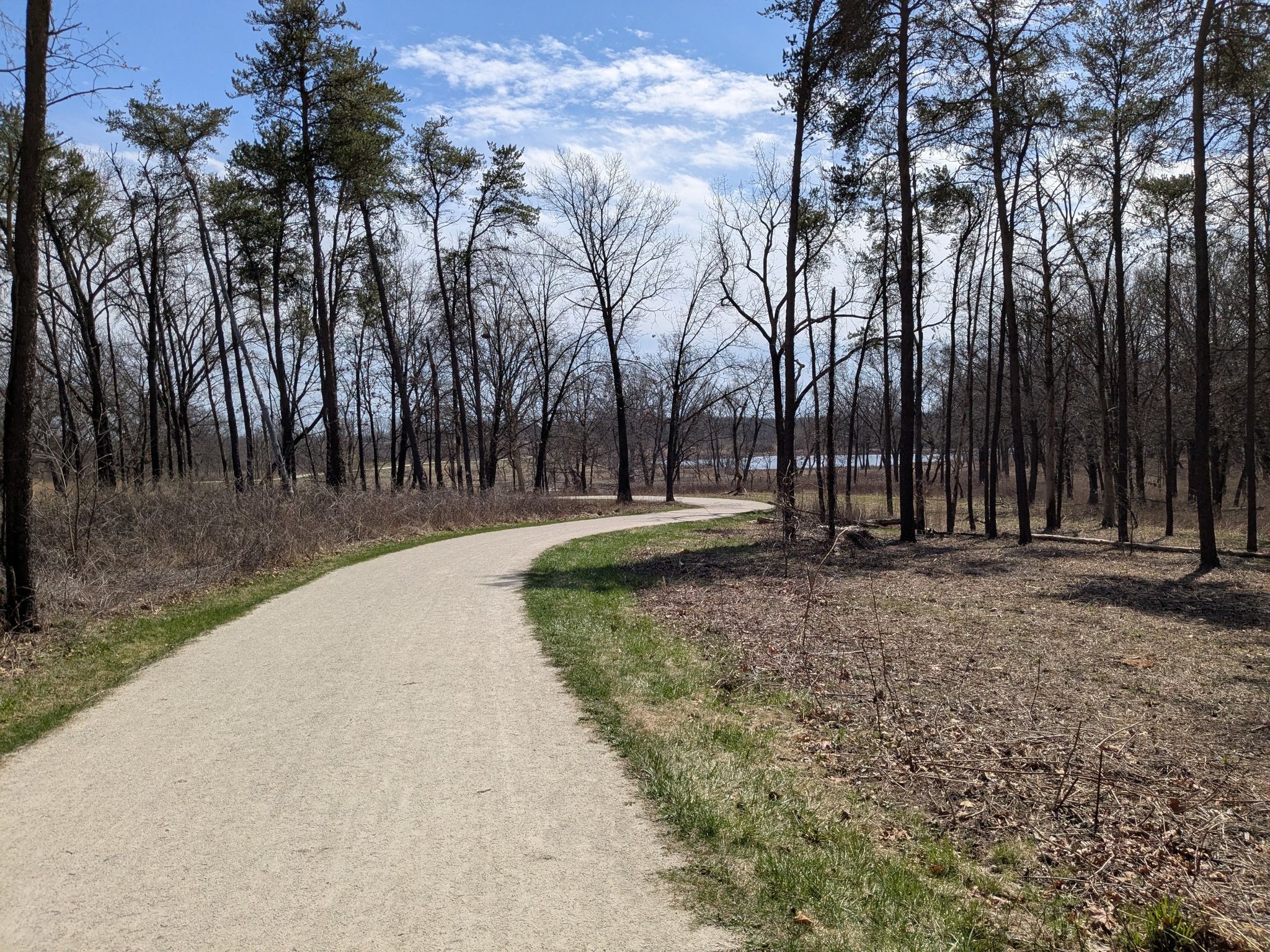Winding dirt path through a forest of tall, bare trees and evergreens. - Waterfall Glen Main Trail loop from Wood Ridge Forest Preserve