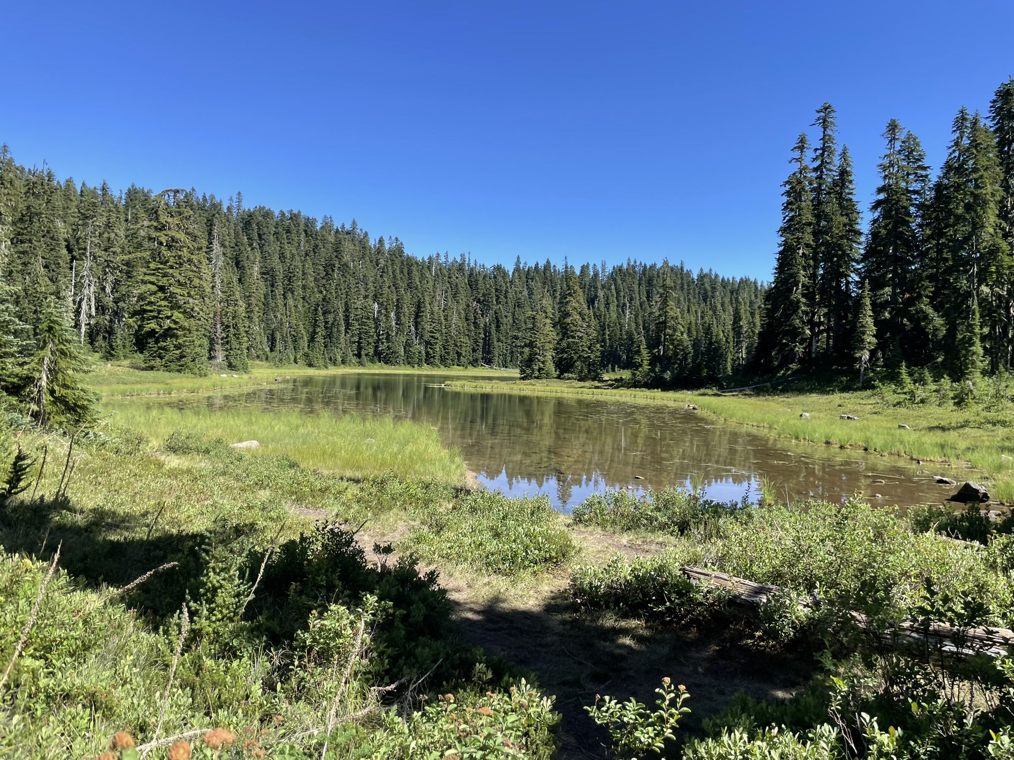 A small, calm pond surrounded by green grass and a pine forest. - Elk Lake and Blue Lake Loop
