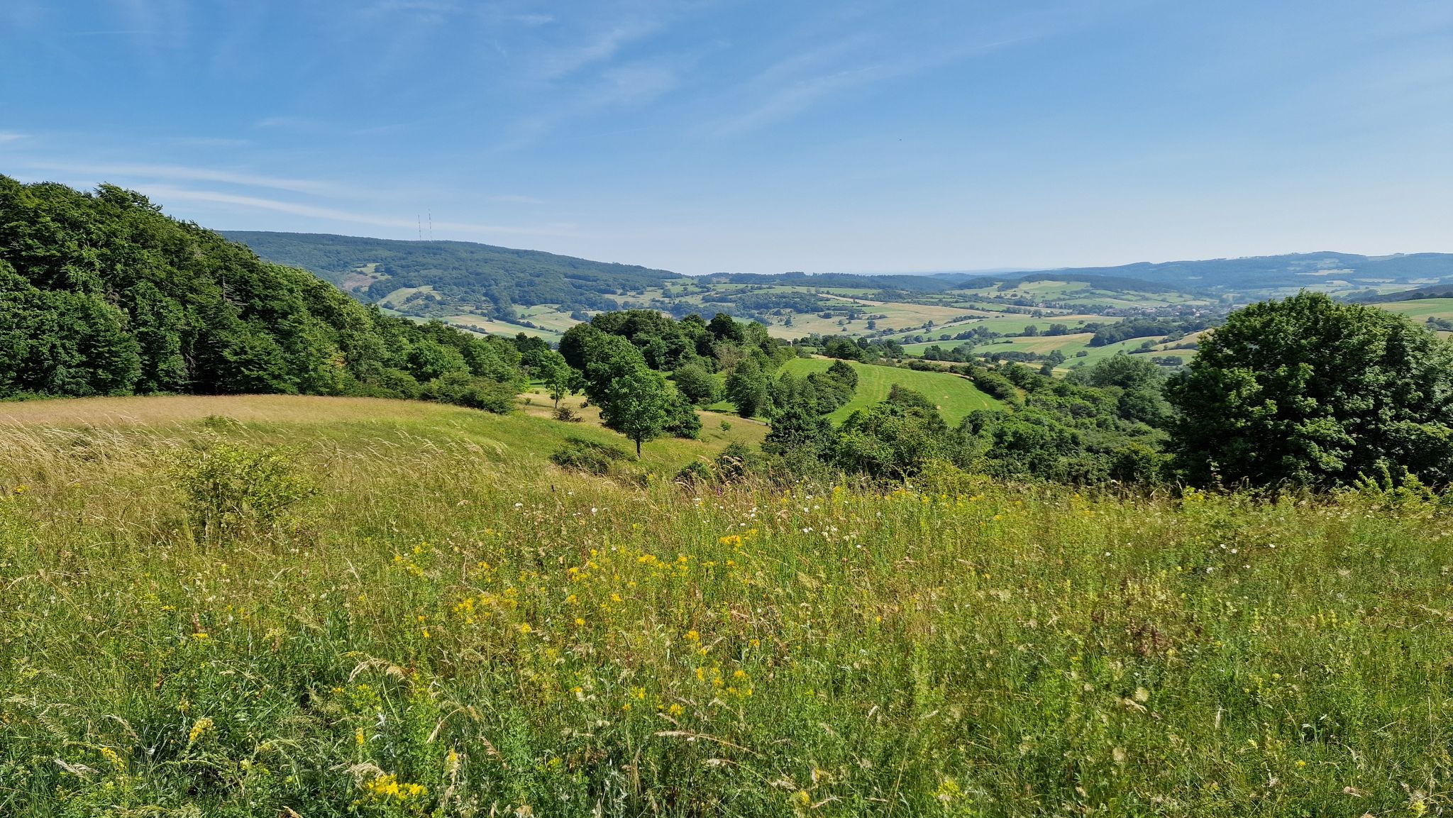 Blühende Wiesen am Hohekopf mit Blick auf den Hohen Meißner