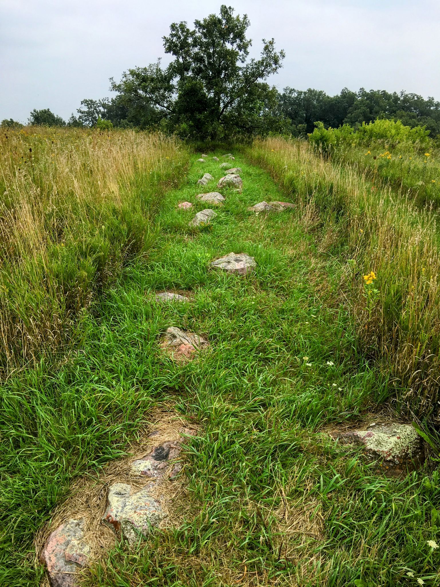 Grassy path with scattered rocks leading towards a distant tree. - Buffalo Jump loop from Blue Mounds State Park