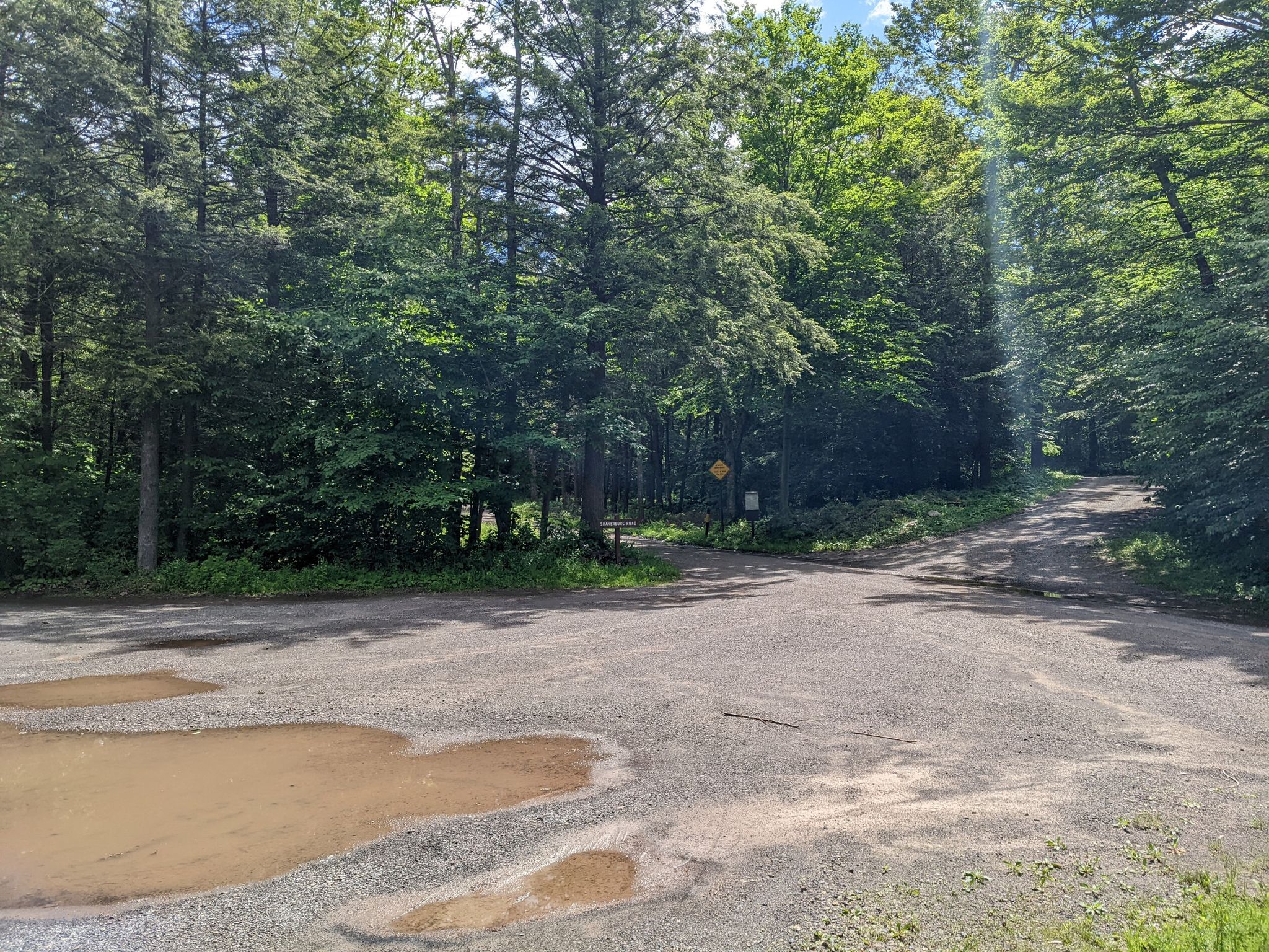 A paved road forks in a forest, with puddles on the ground. - High Knob and Hunters Lake and Eagles Mere Lake loop