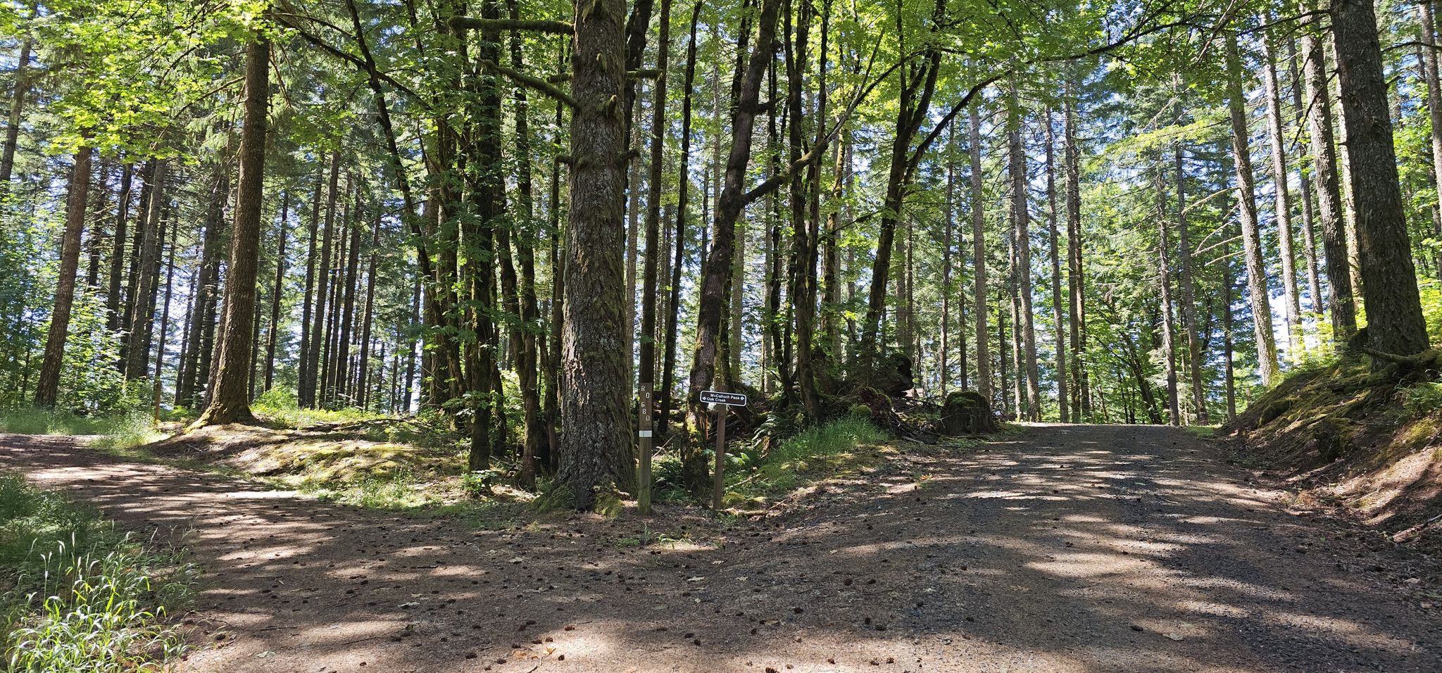 A dirt road forks through a dense, sun-dappled forest. - McCulloch Peak via Road 700 and 760