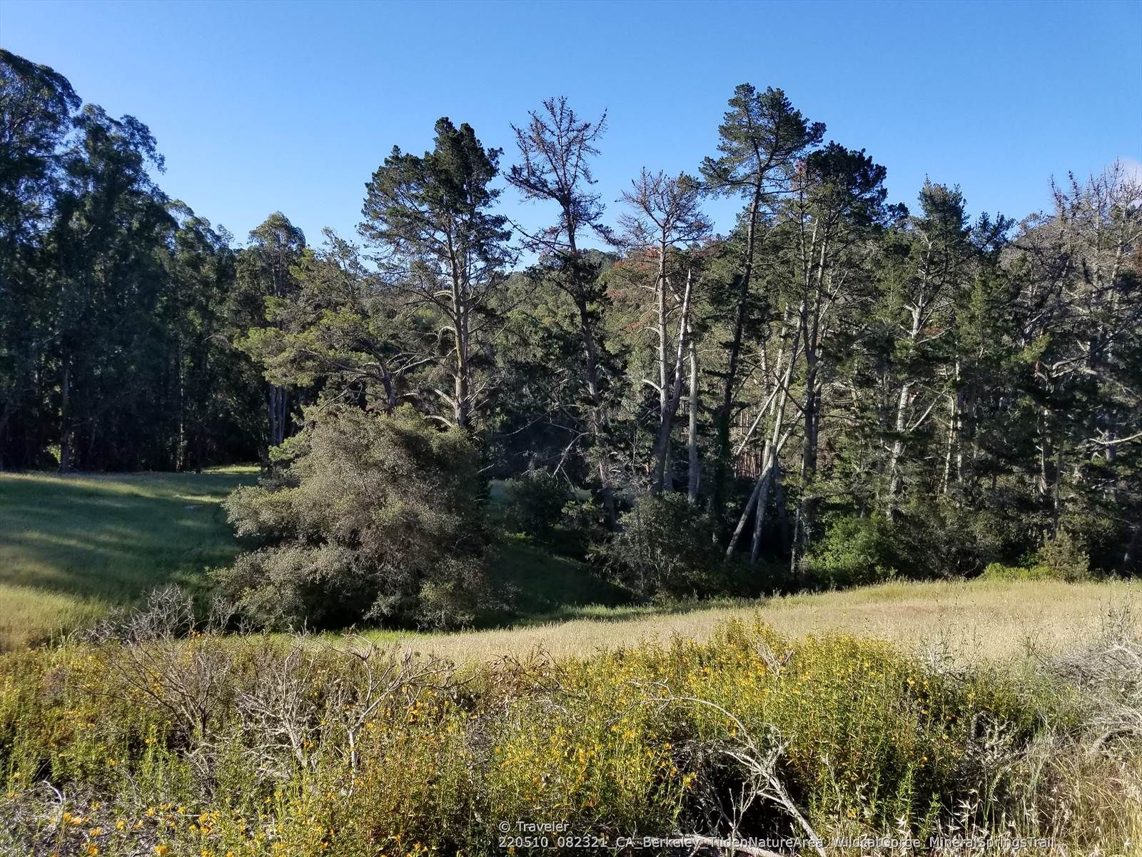 Sunny forest edge with tall trees bordering a grassy field. - Nimitz Way loop