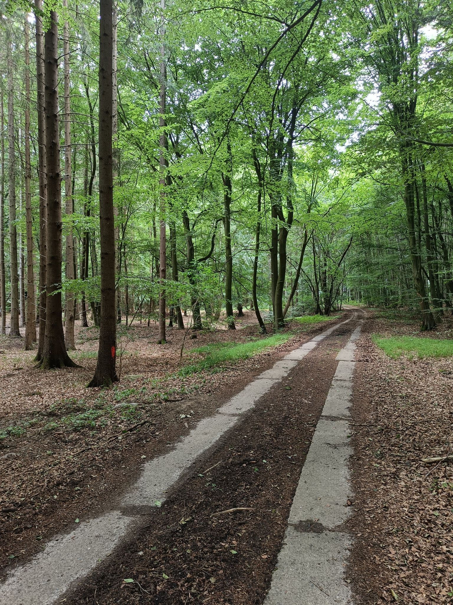 Plattenweg durch Moor