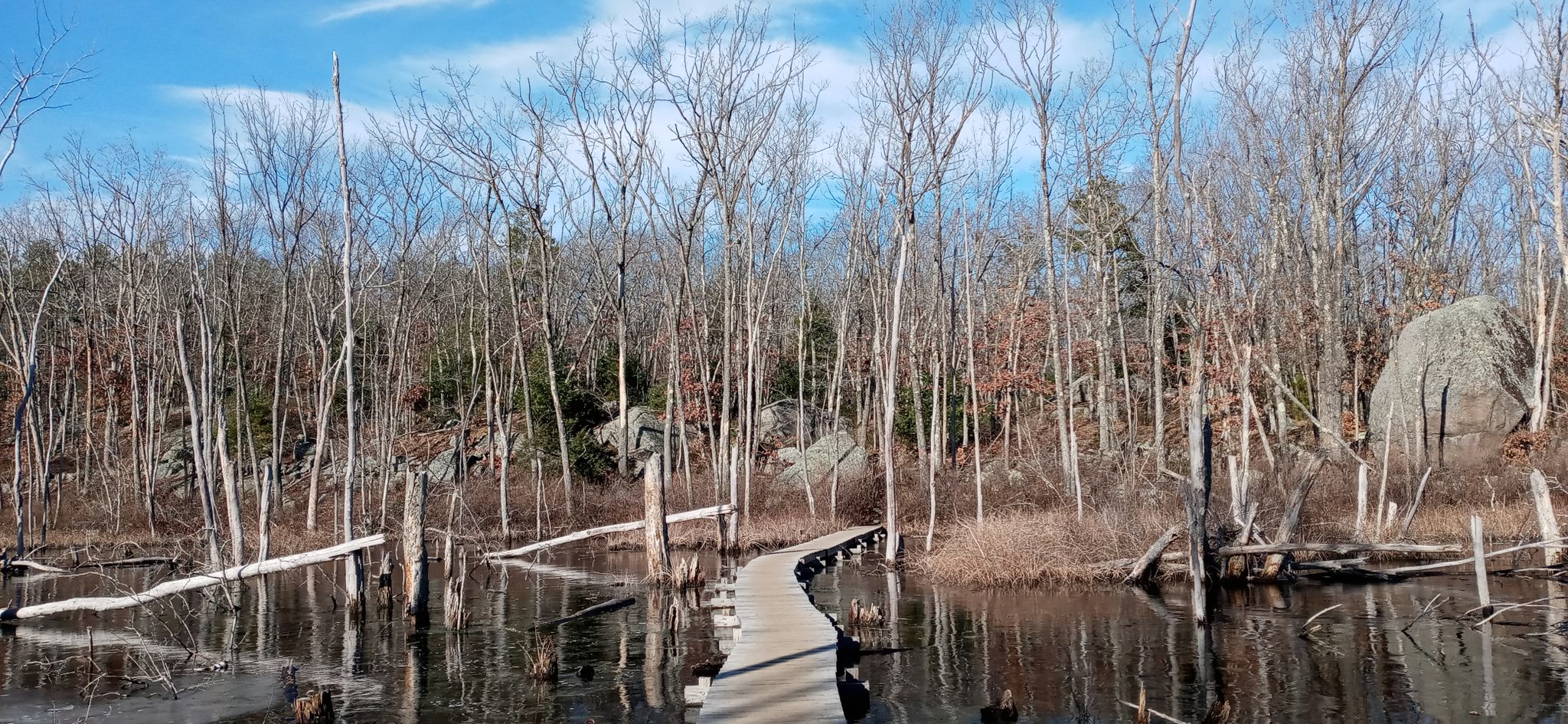 A wooden boardwalk winds through a wetland with bare trees under a blue sky. - Red Maple Swamp Trail