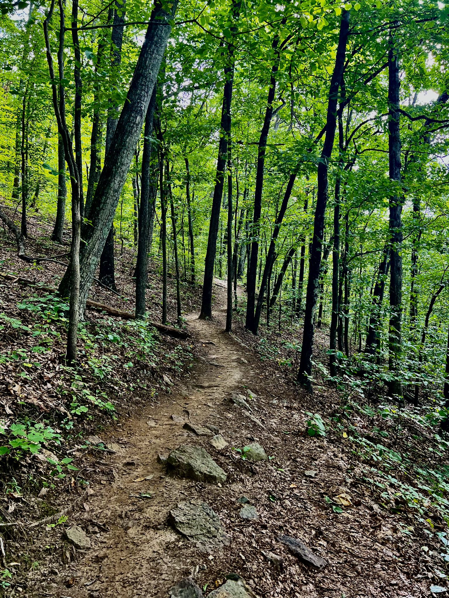 Rocky dirt path ascending through a lush green forest with tall trees. - Catawba Mountain via Appalachian Trail