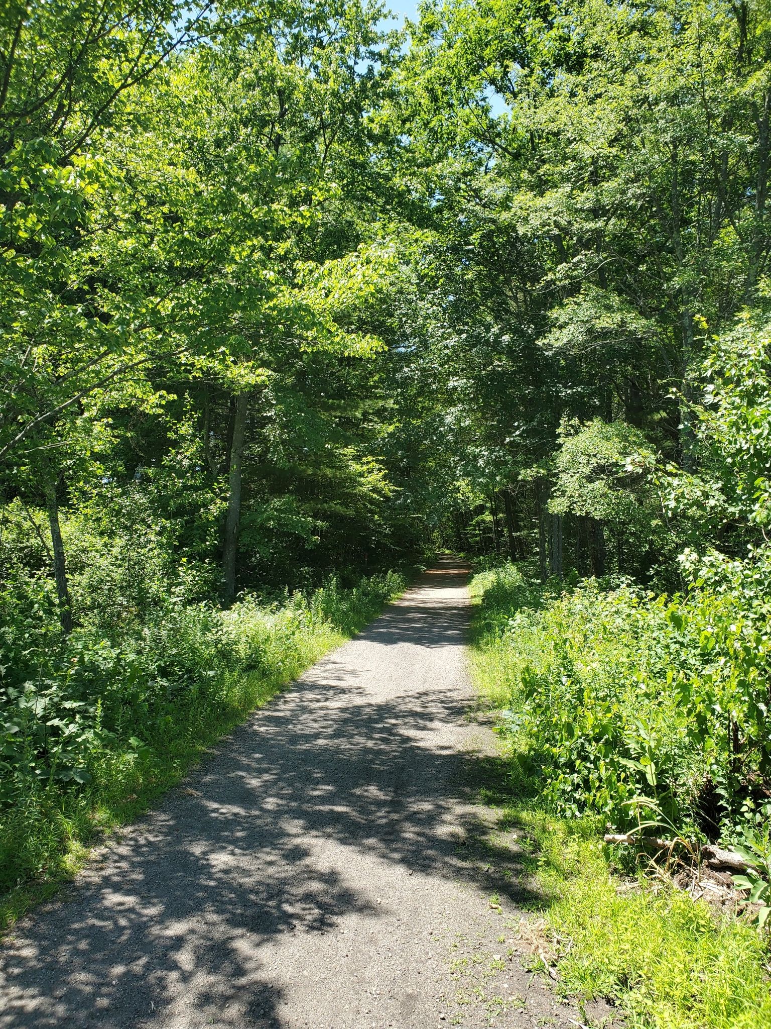 Sunny dirt path through a dense green forest with dappled light. - Rockingham Recreational Rail Trail